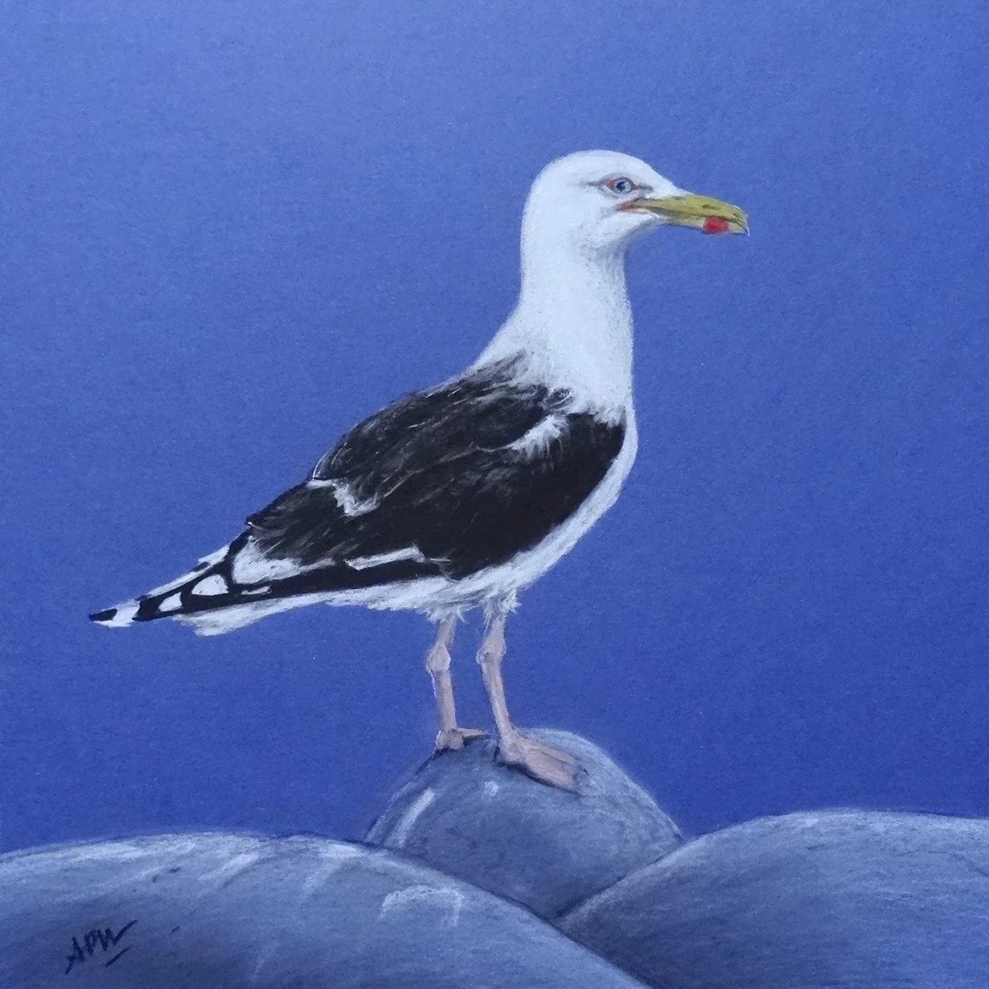 Goëland 30x30cm