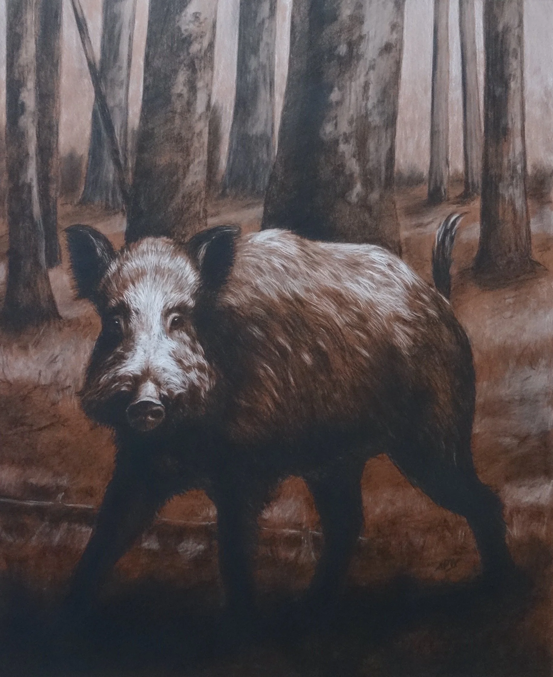 Sanglier dans la forêt