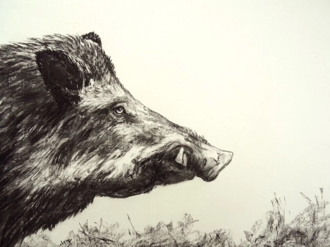 Sanglier de profil