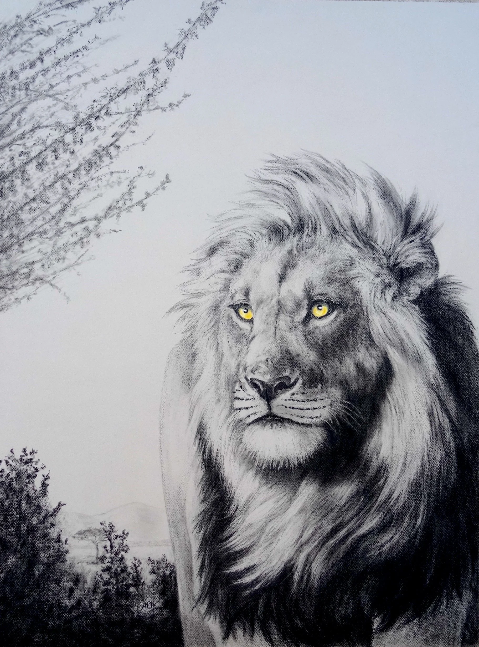 Le Lion.  Pastel, fusain.  60x80cm