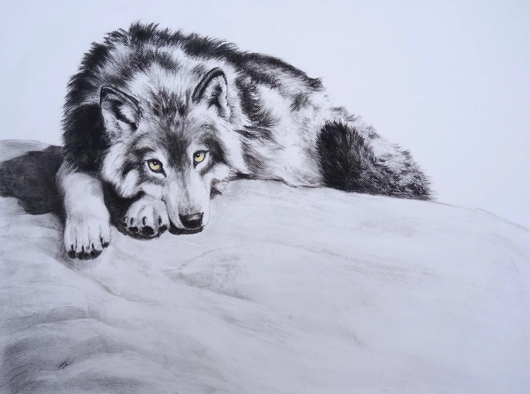 Loup, la sieste