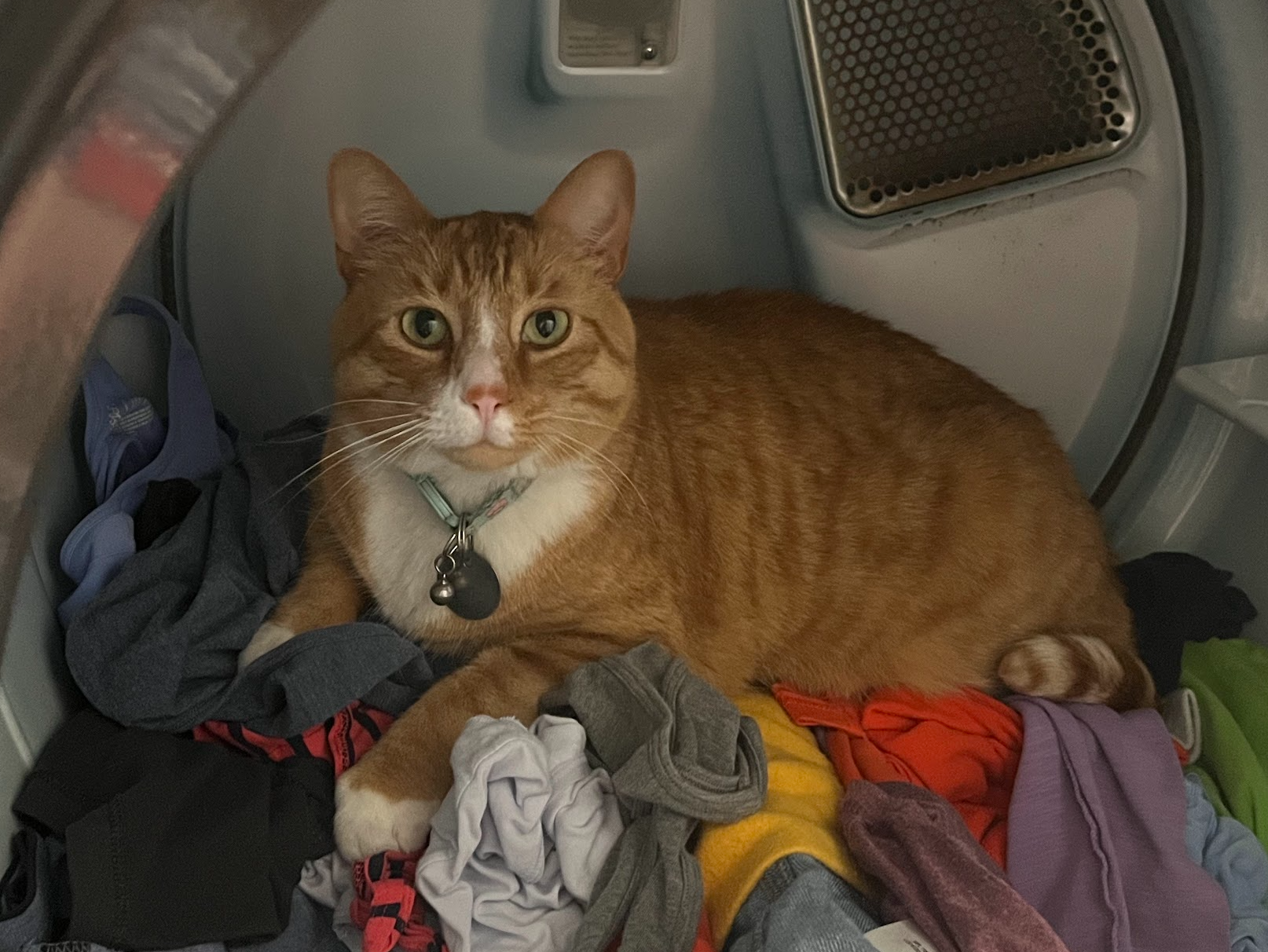 Alice's Cat Tigger 