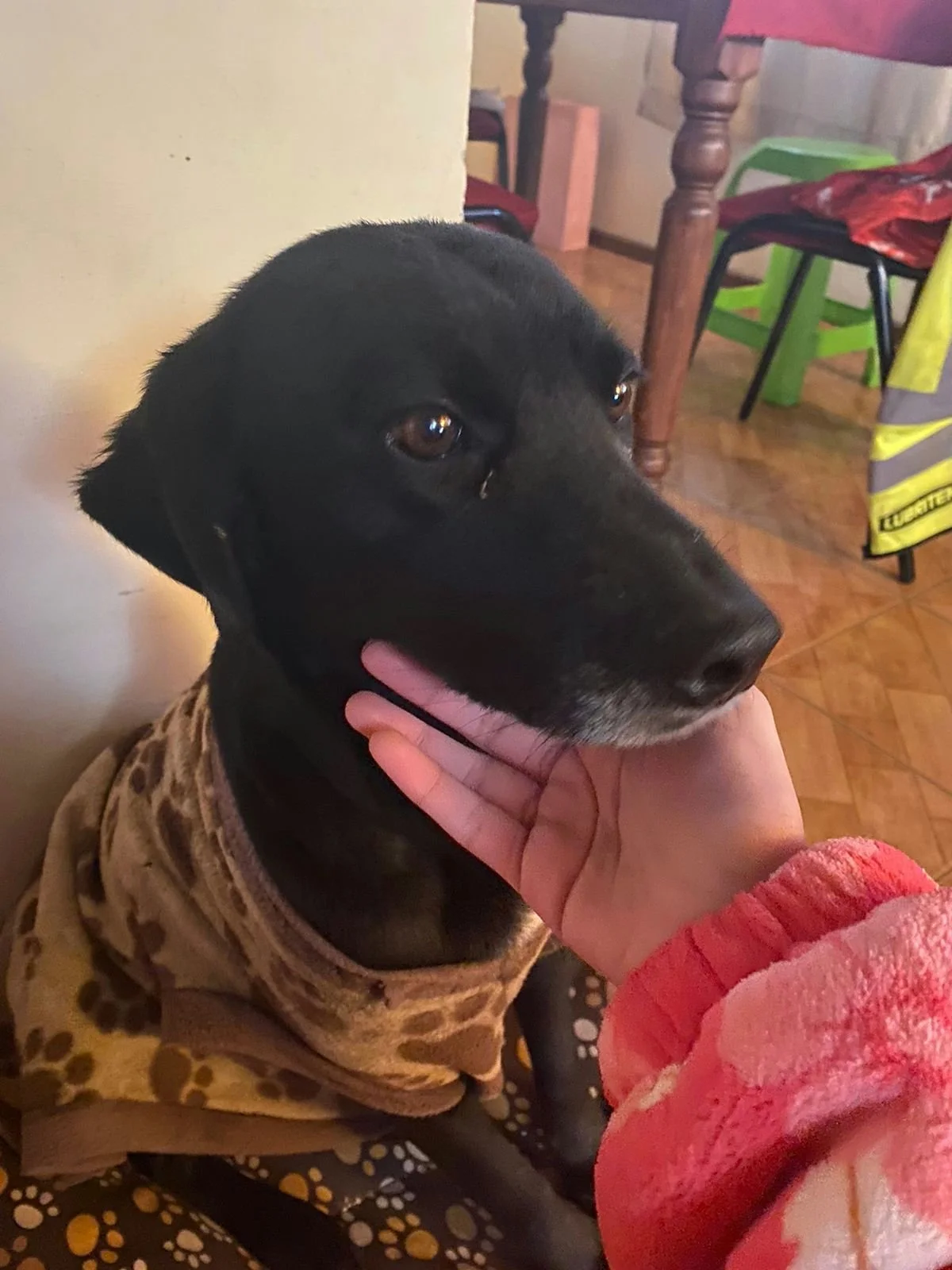 Leo's Dog Pamela