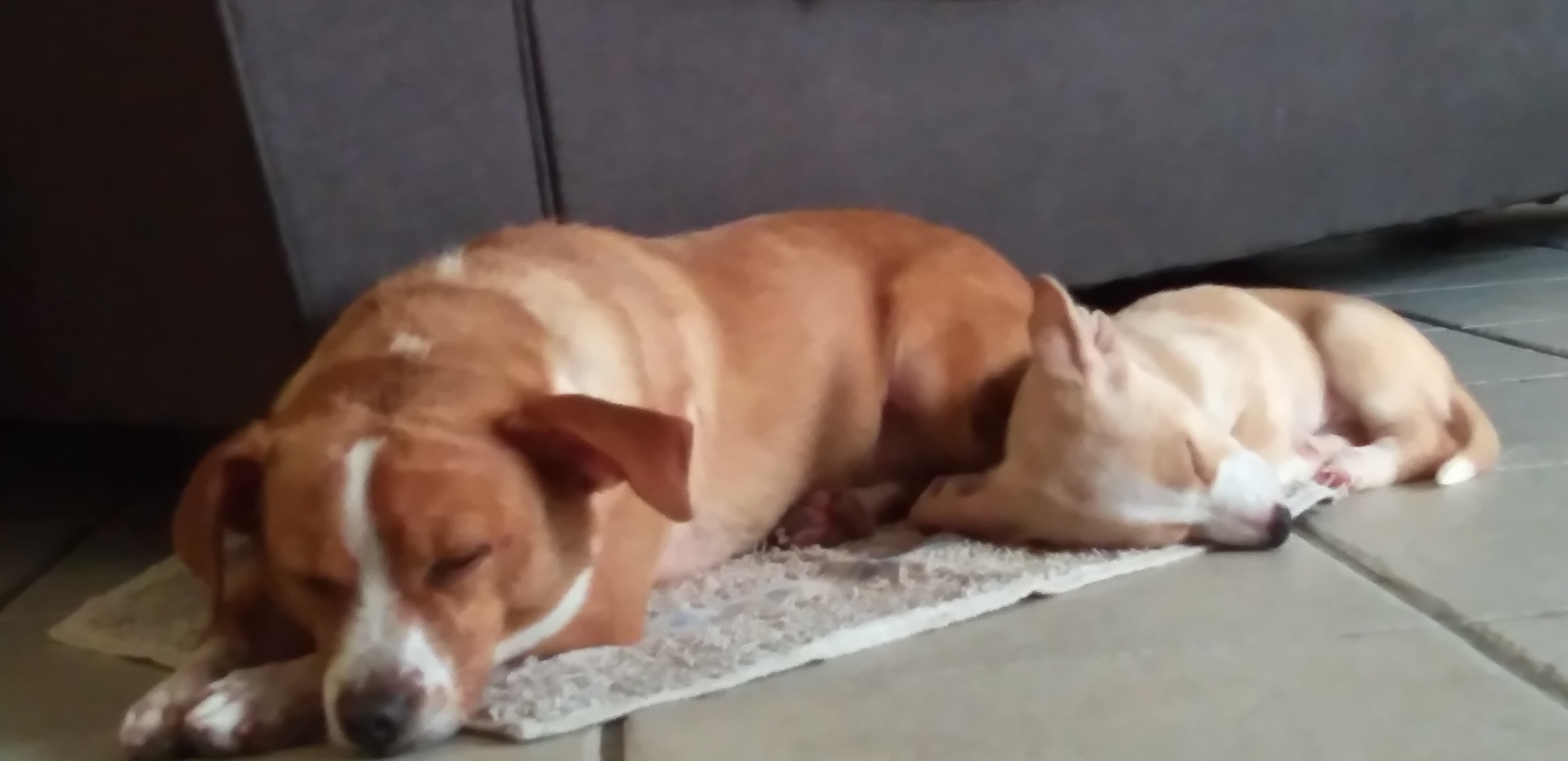 Desiree's Dogs Snurfy and Scrappy