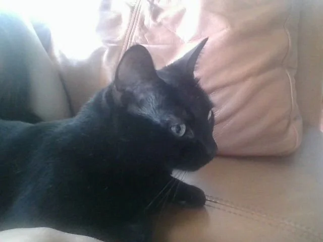 Edie's Cat Stormi
