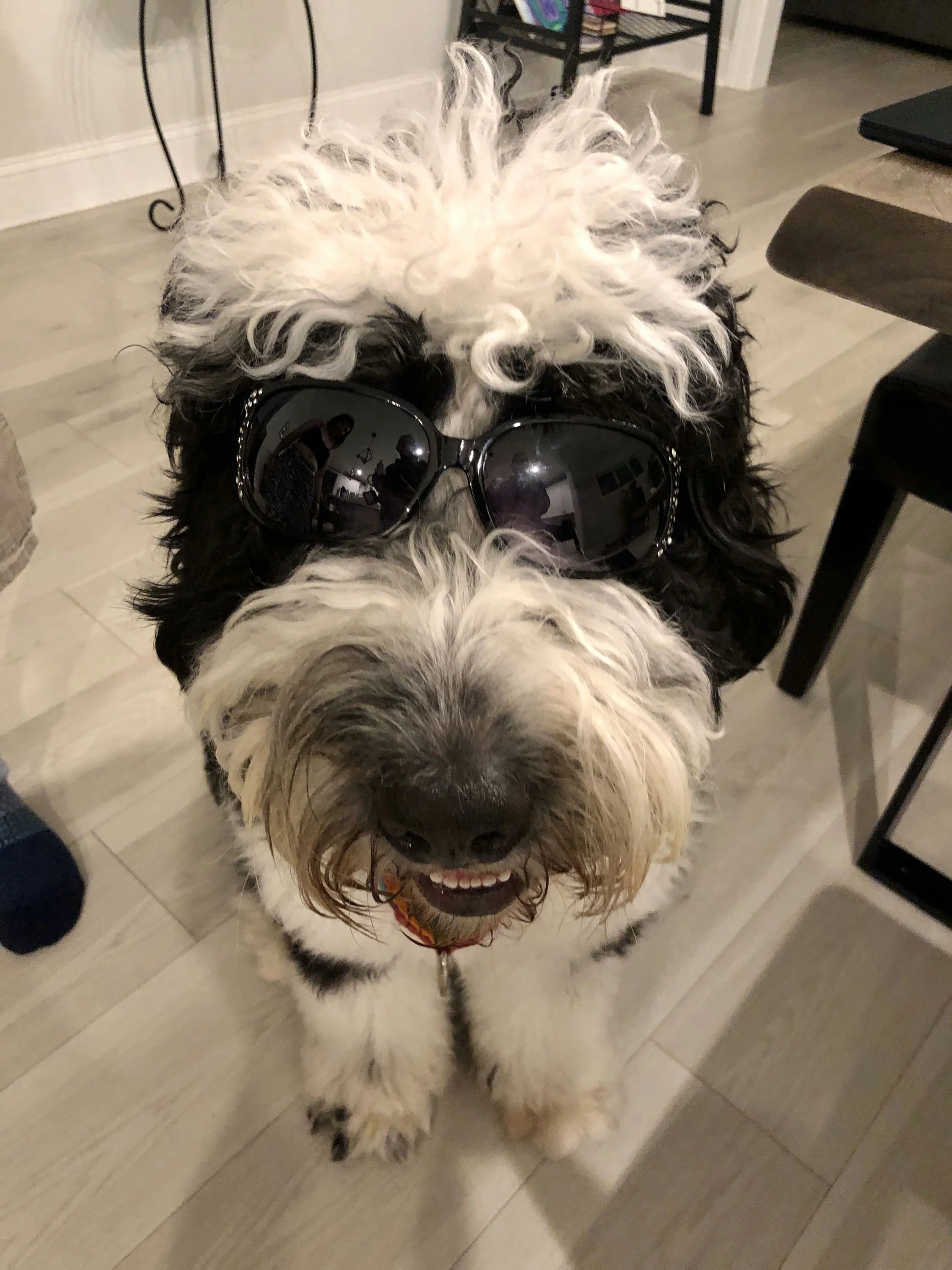 Eliza's Dog Bear