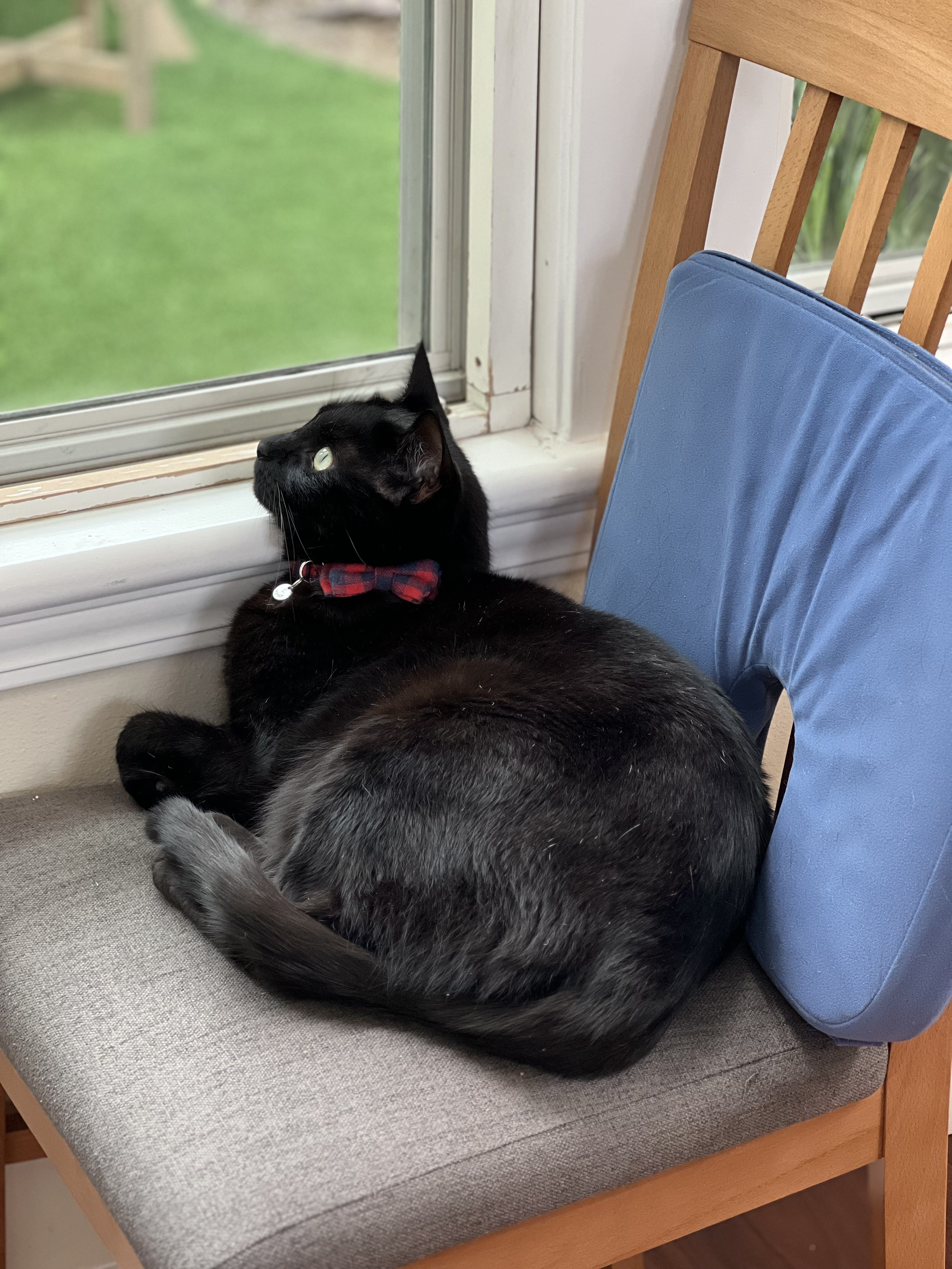 Ellie's Cat Wyatt