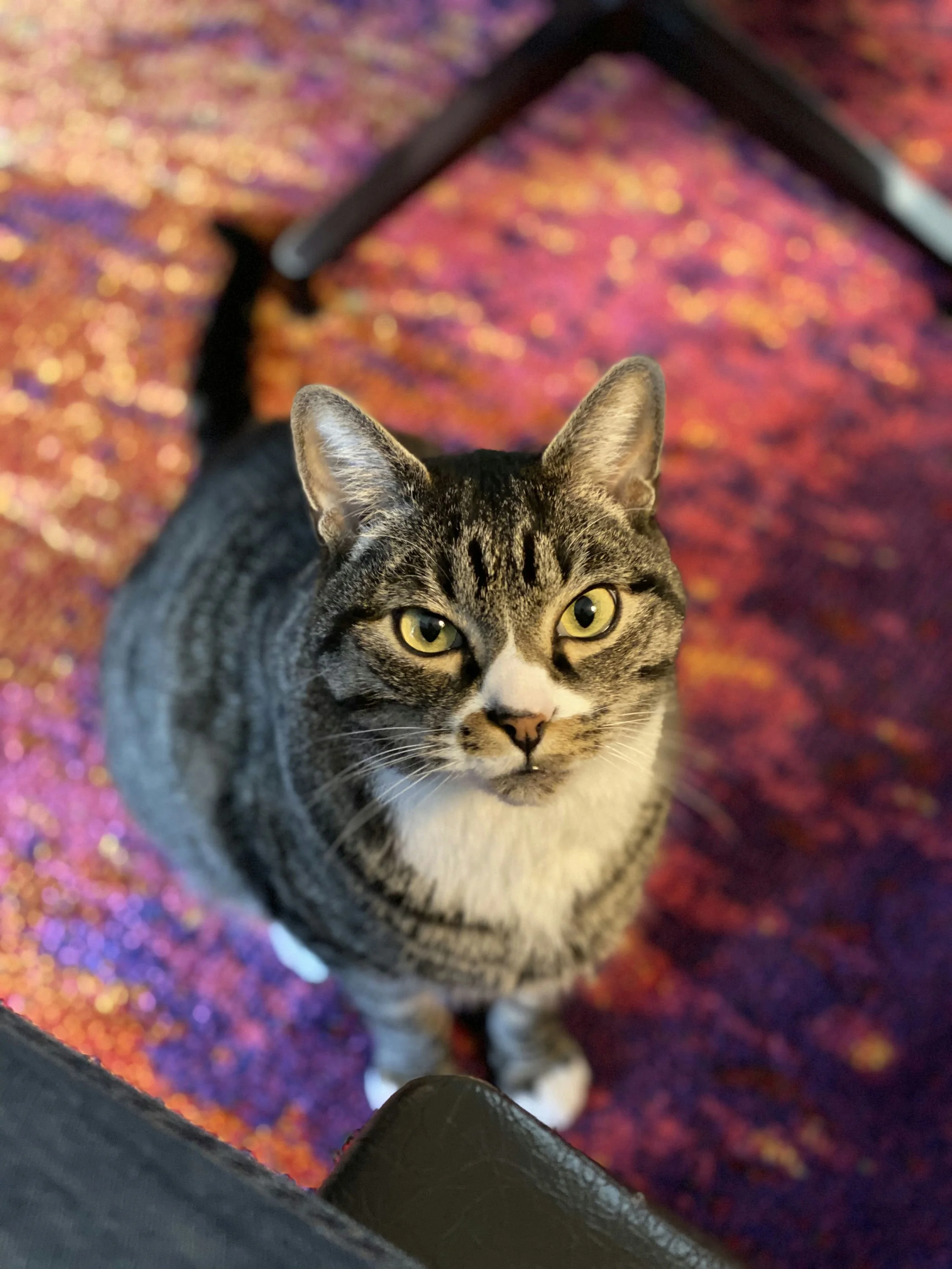 Addy's Cat Sterling