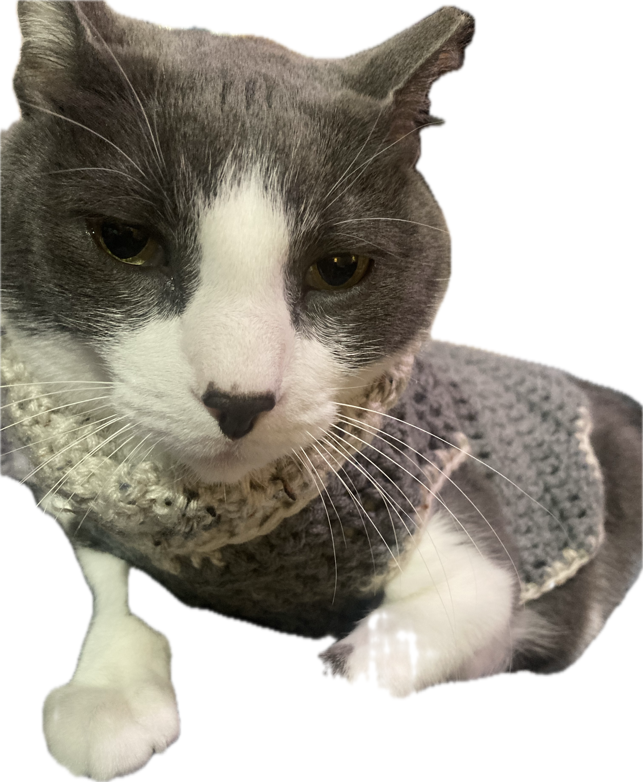 Harper's Cat Buddy
