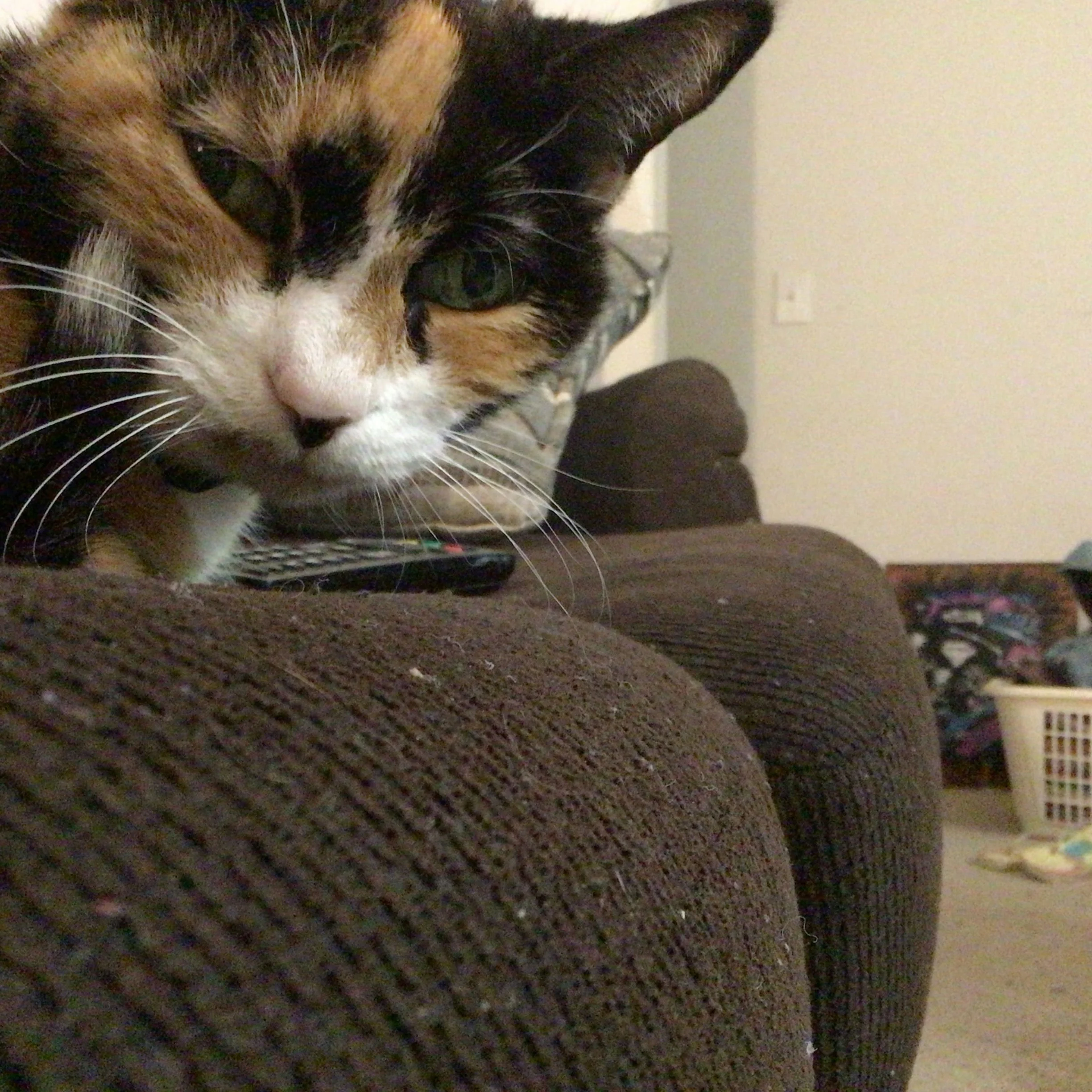 Jadie's Cat Diva