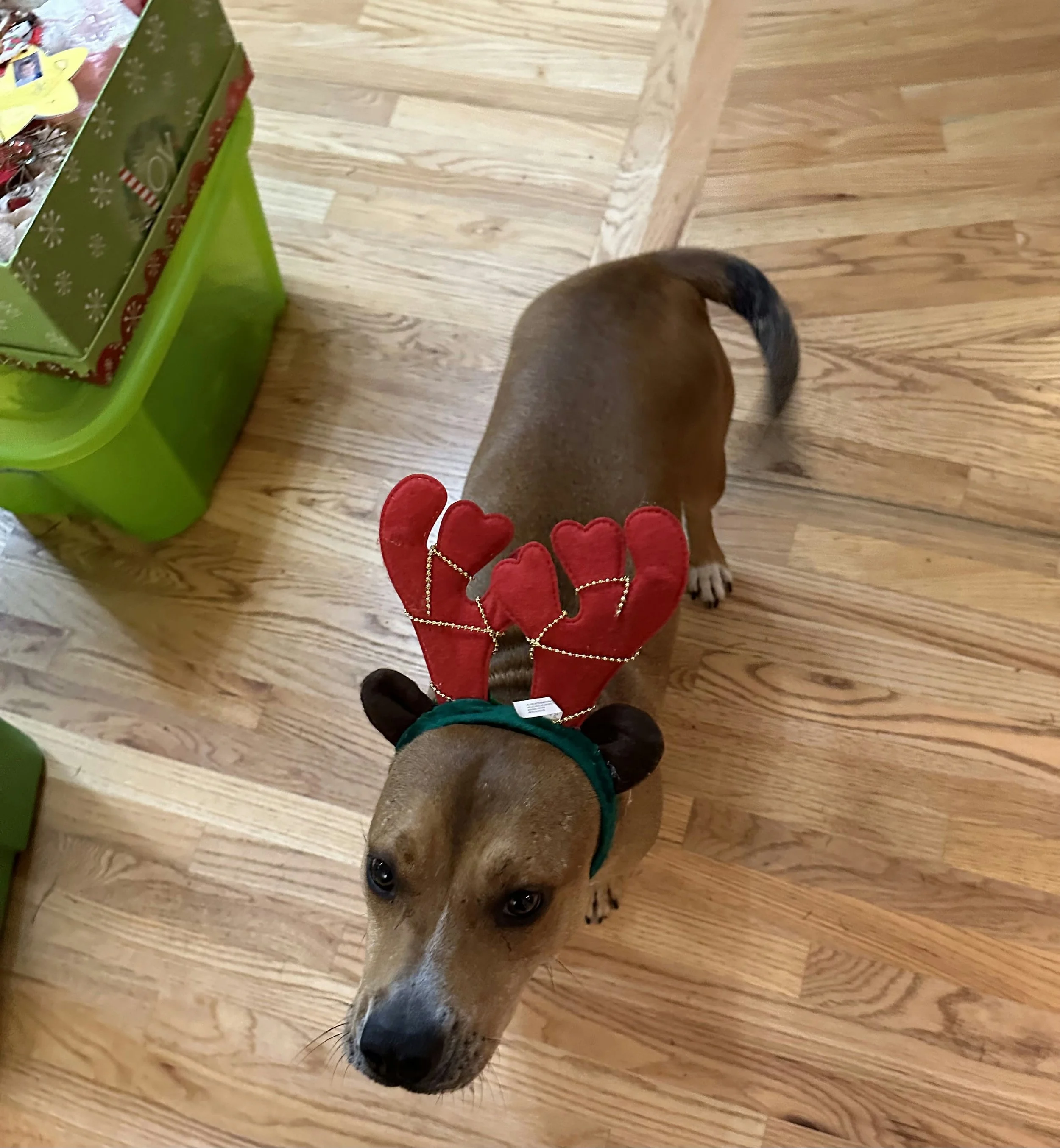 KK's Dog Bella
