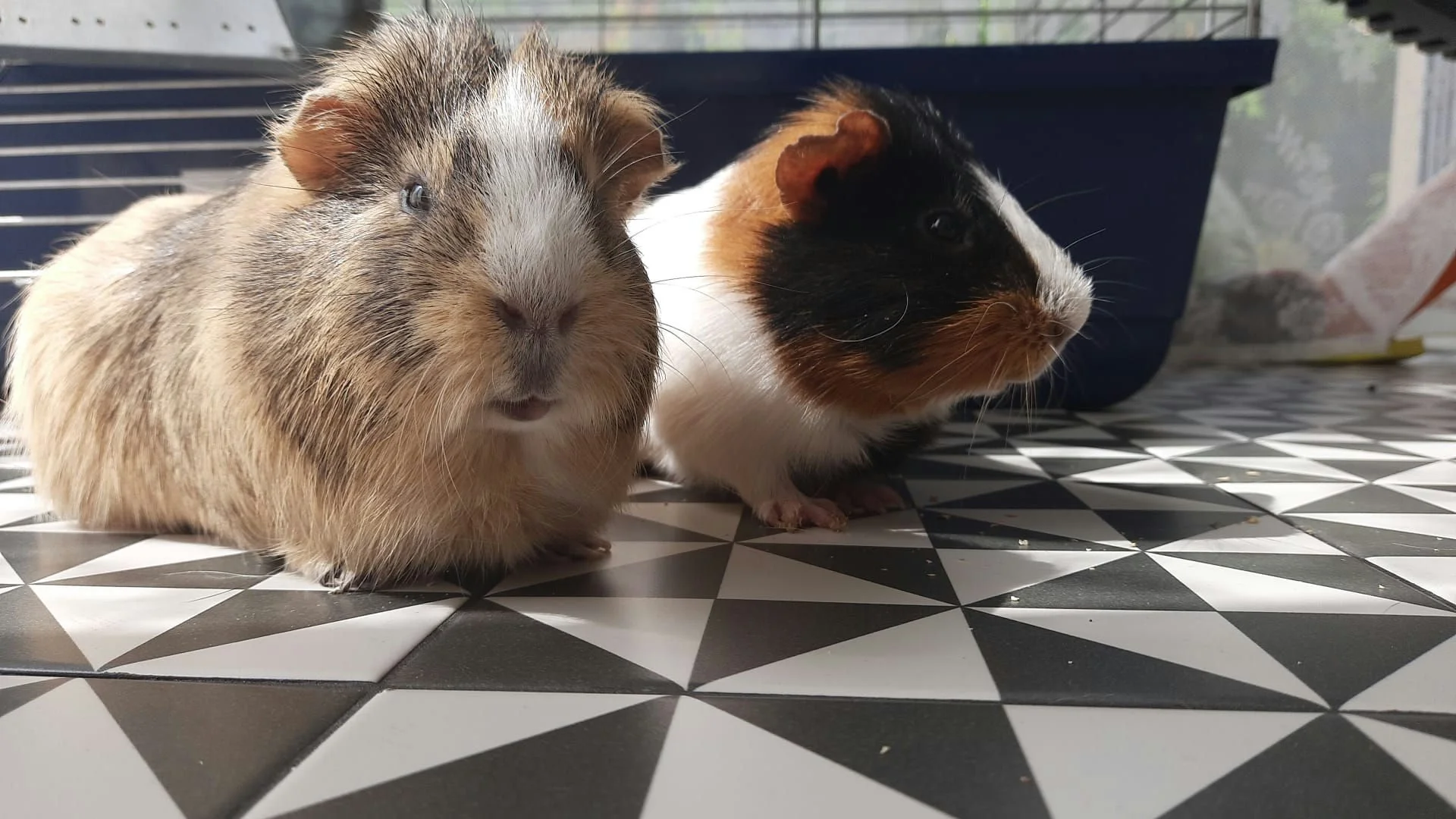 Lev and Mia's Guinea Pigs Ginger and Buttons