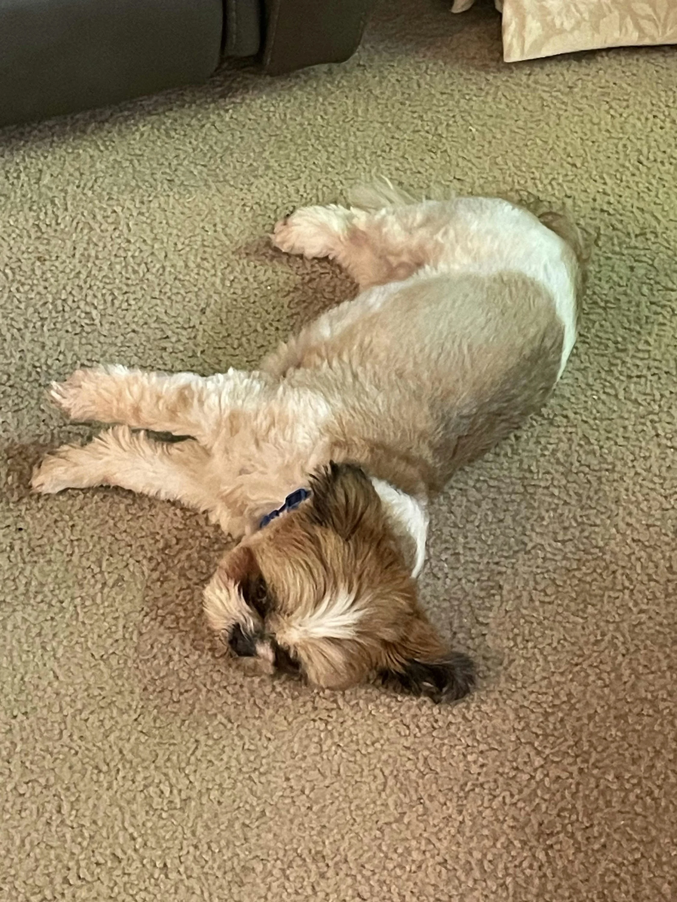 Madi's Dog Blaze Talbot