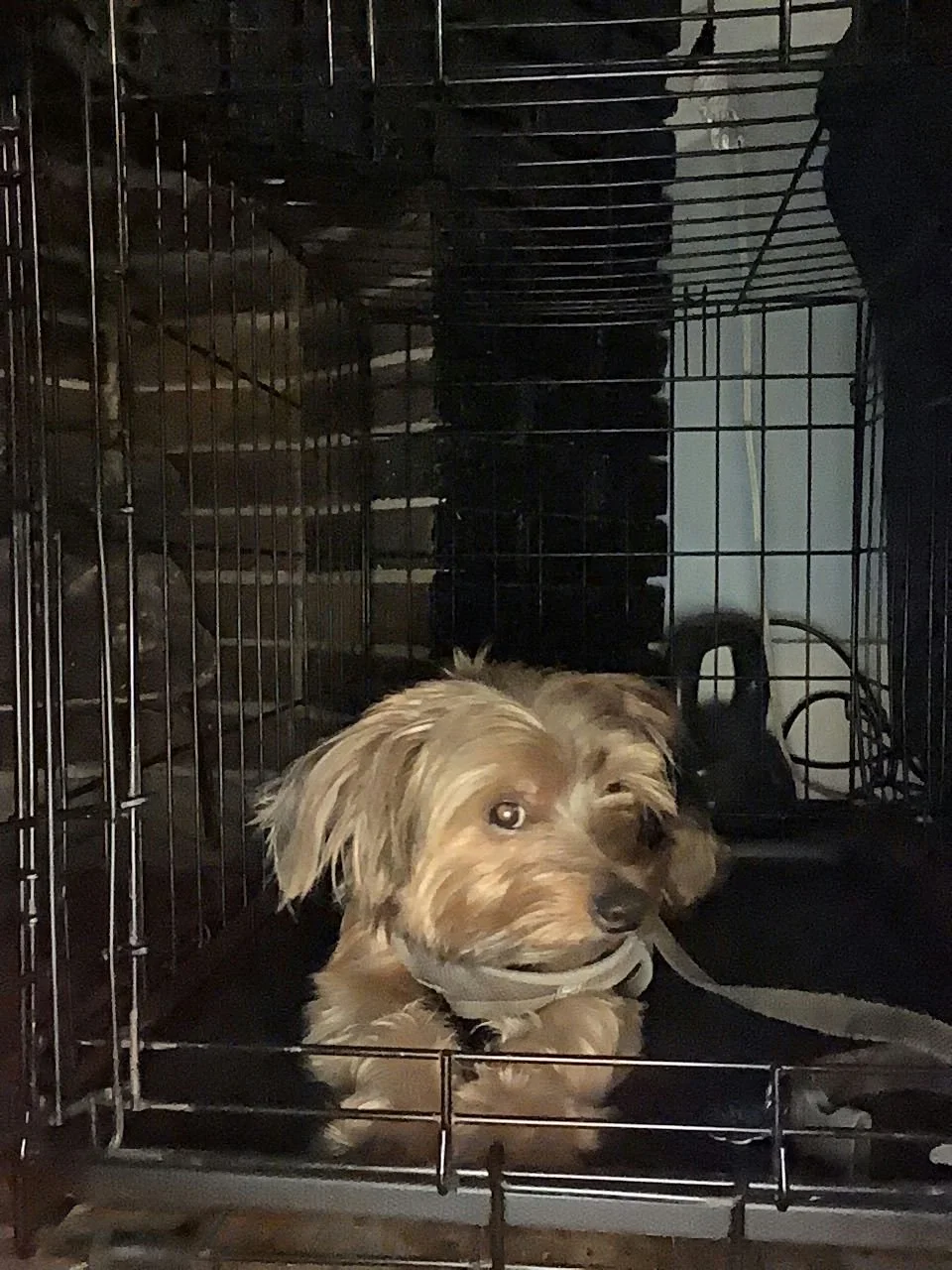 Parker's Dog Shadow
