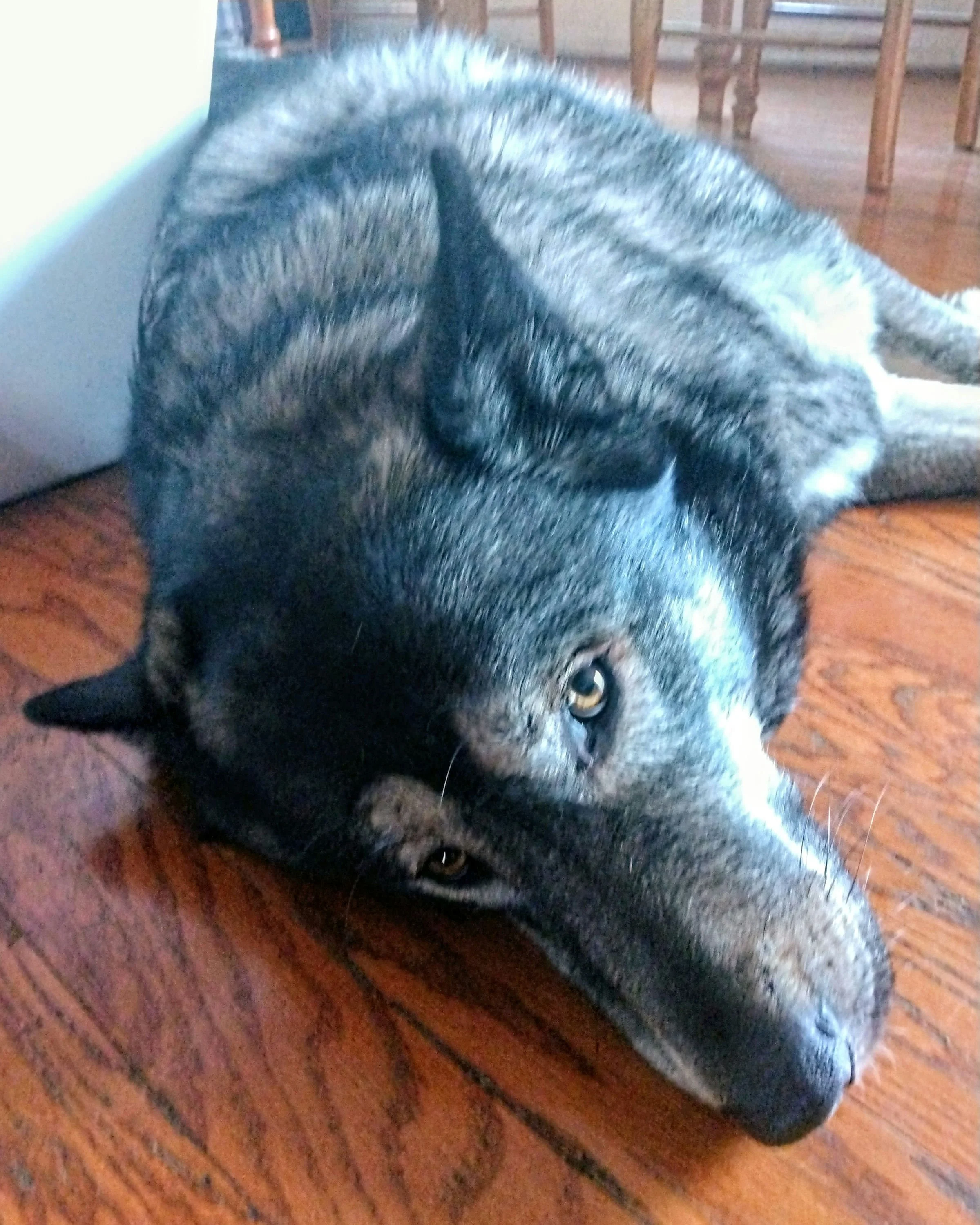 Preeyanne's Dog Legoshi