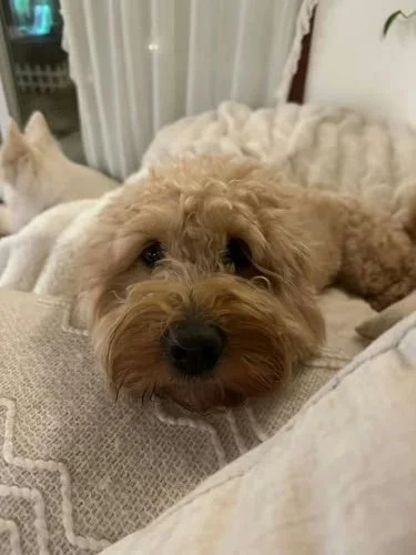 Rachel and Nicole's Dog Biscuit
