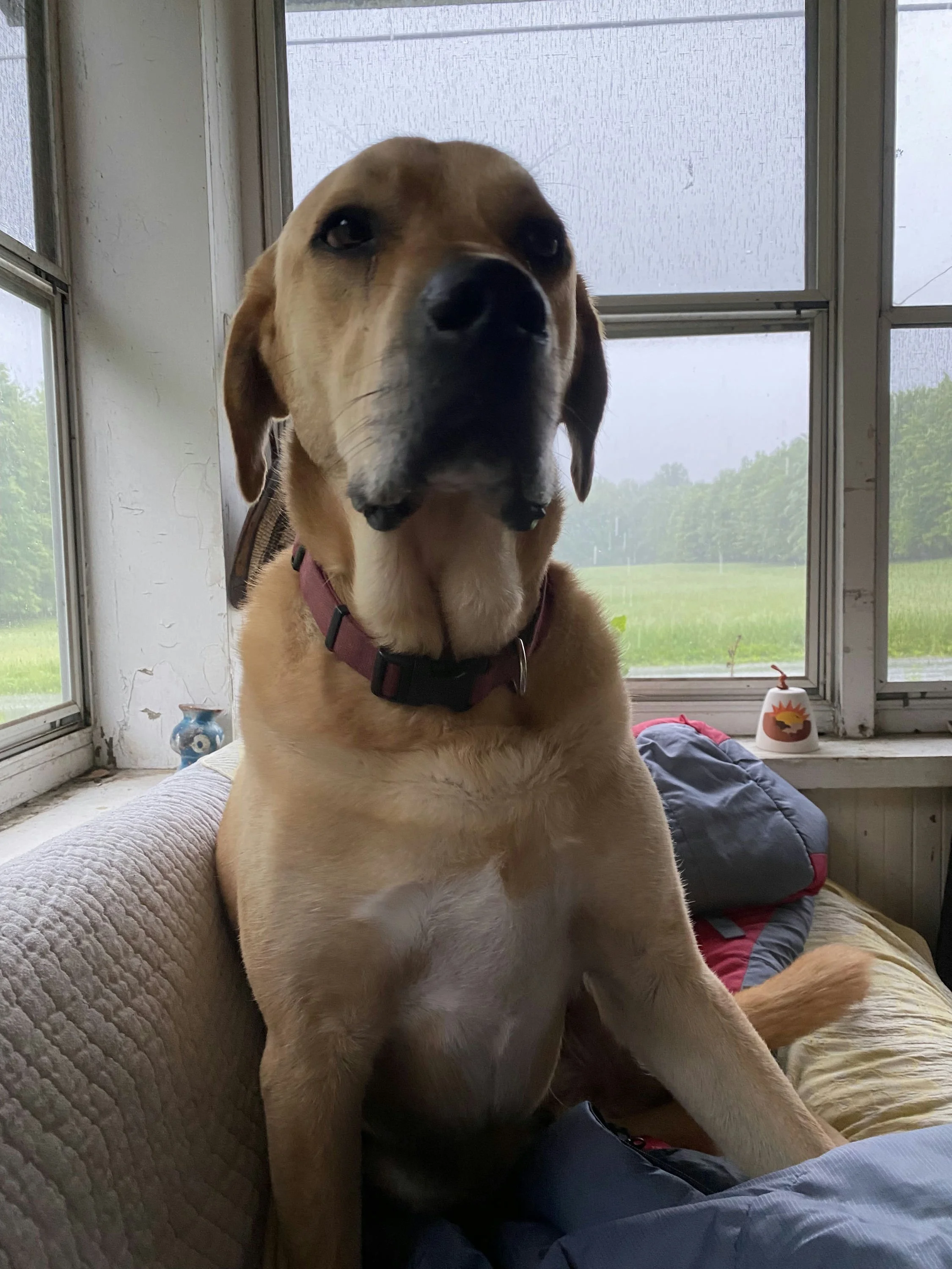 Rowen's Dog