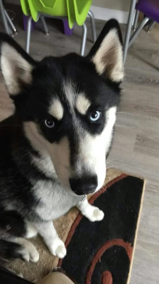 stitchbaybee11's Dog Ellie