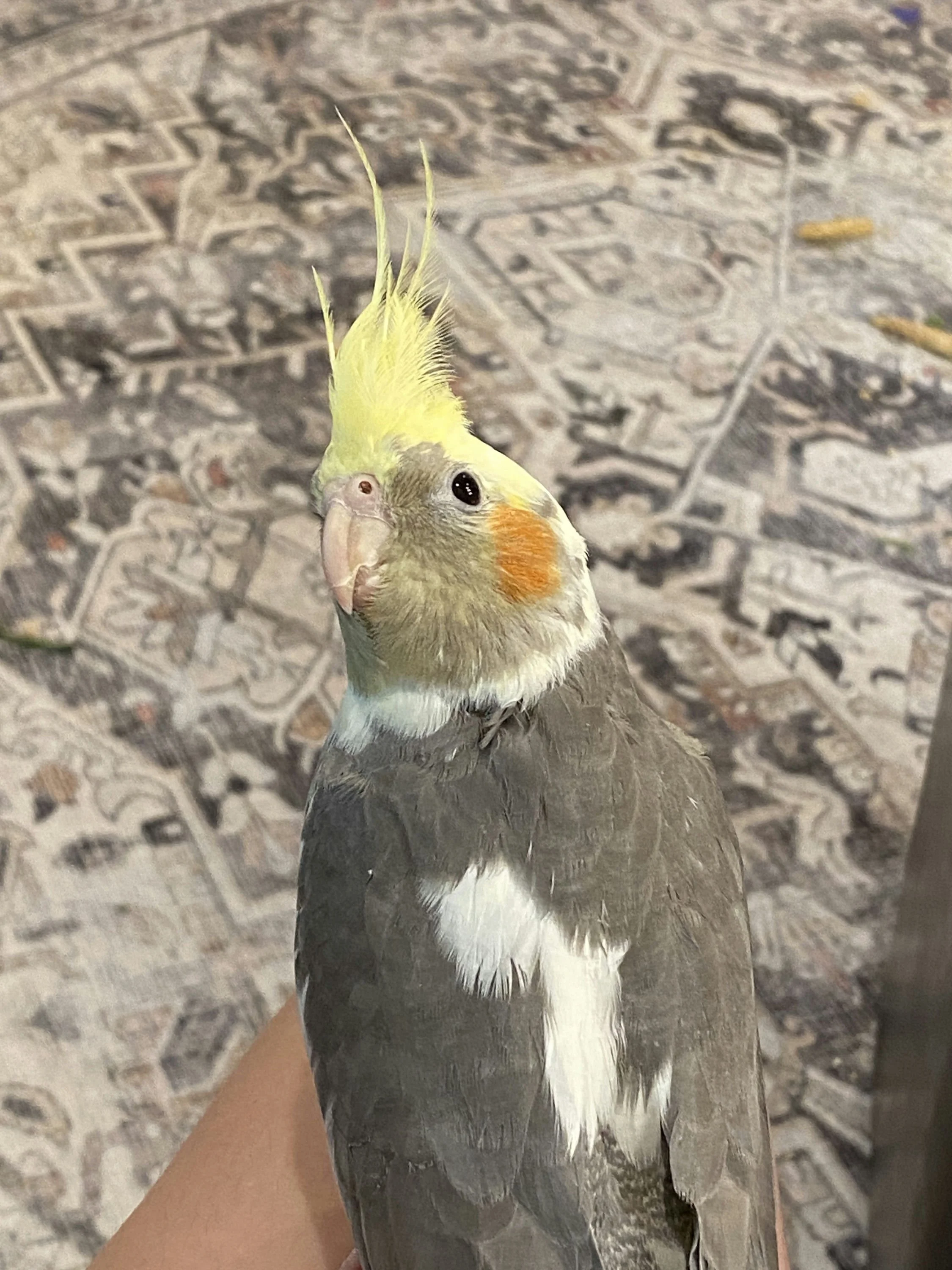 Anna's Bird Indy