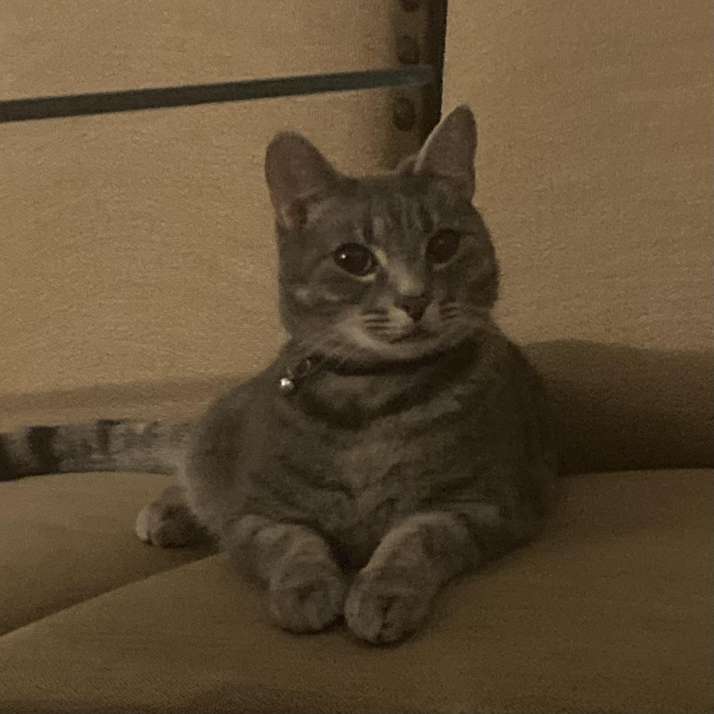 Zariya's Cat Astrid