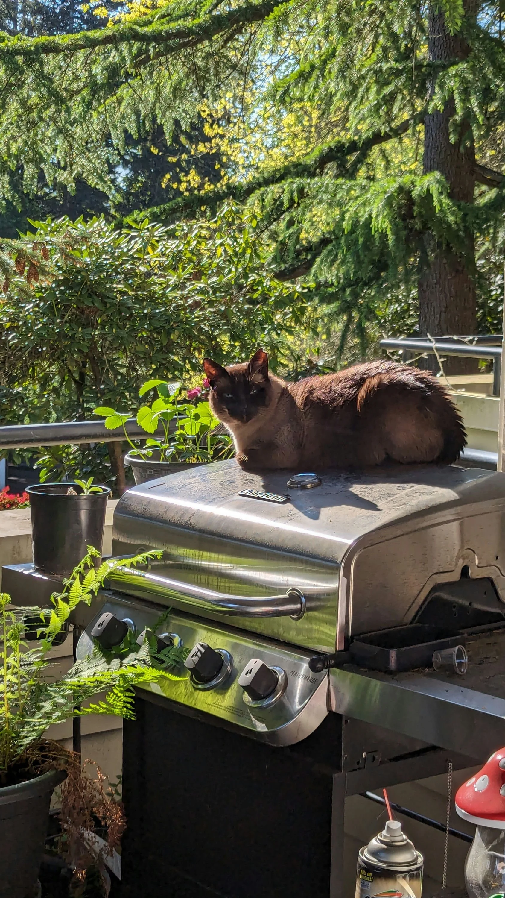Zoe's Cat Lonzo