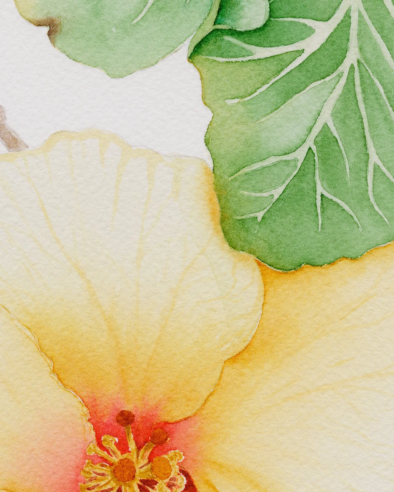 Hibiskus_1600px_detail.jpg