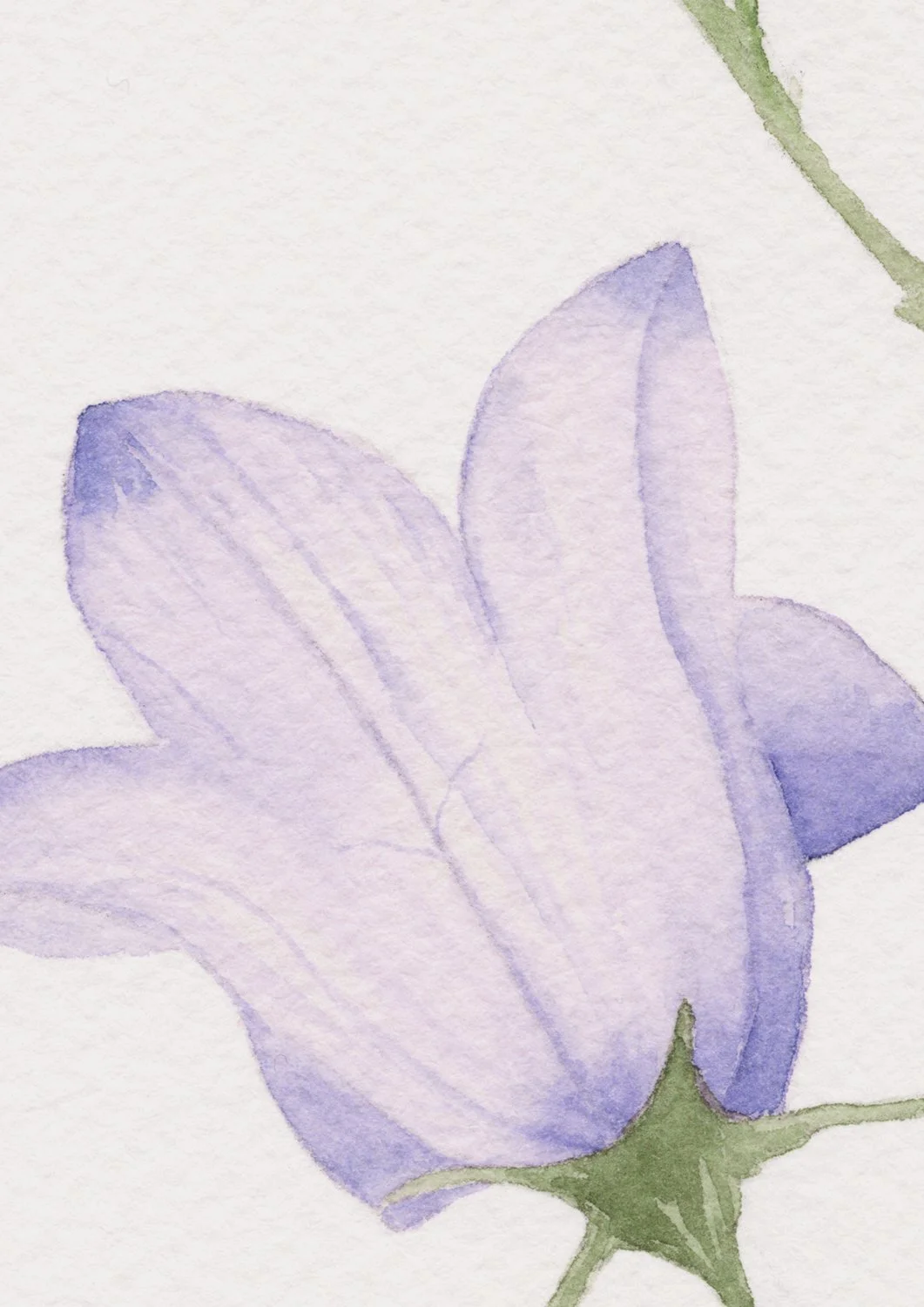 Blåklocka_detail.jpg