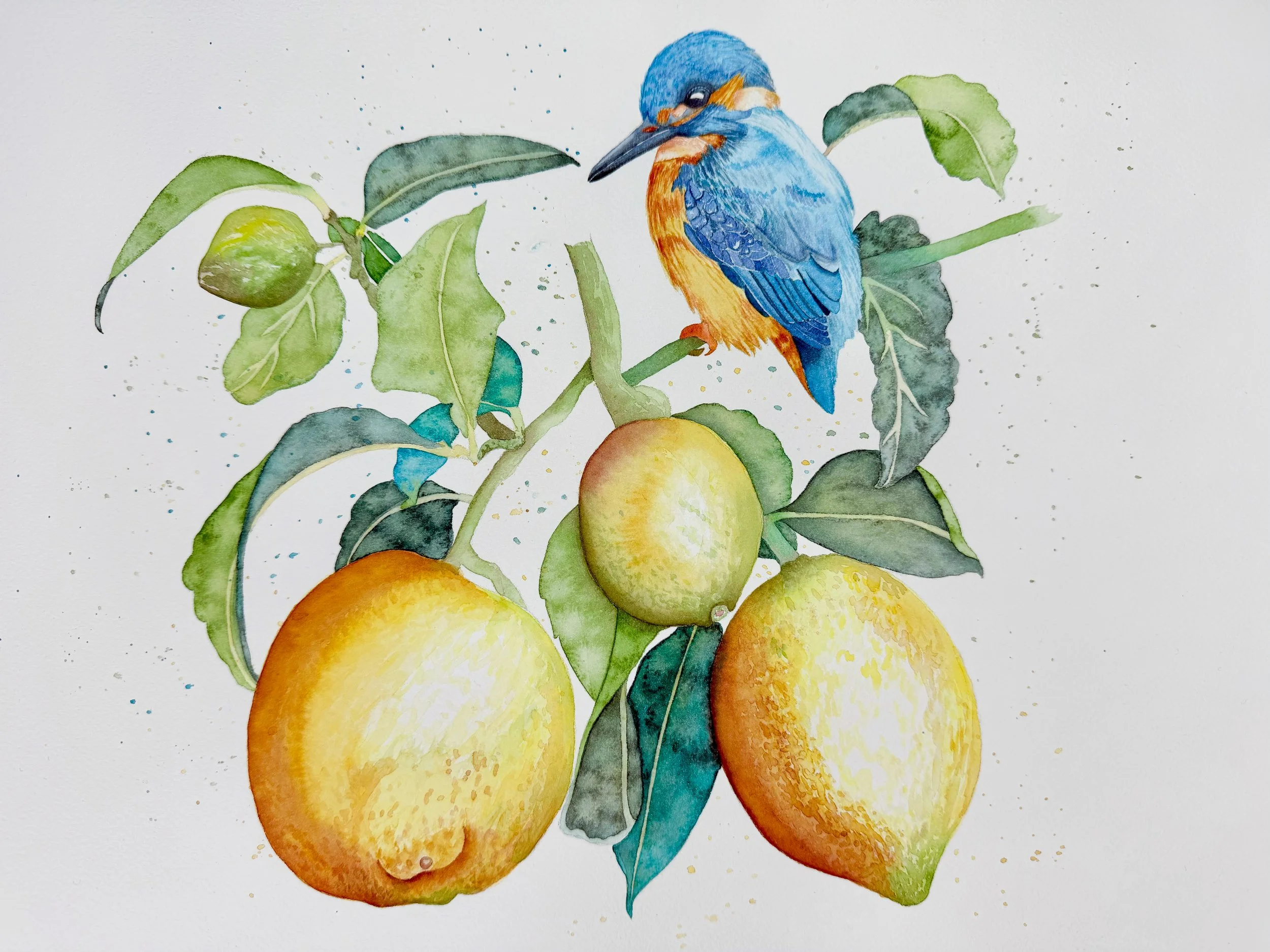 Kingfisher & lemons - Original Watercolour Painting - 29,7 x 42 cm
