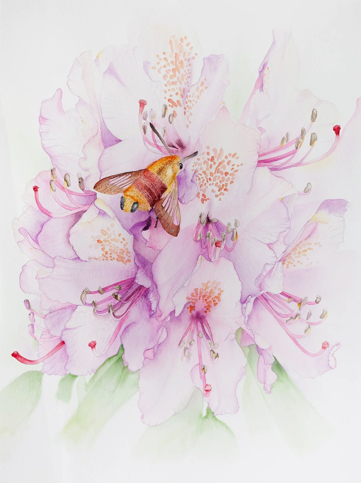 Rhododendron - 56 x 76 cm - Original Watercolor Flower Painting - No frame included