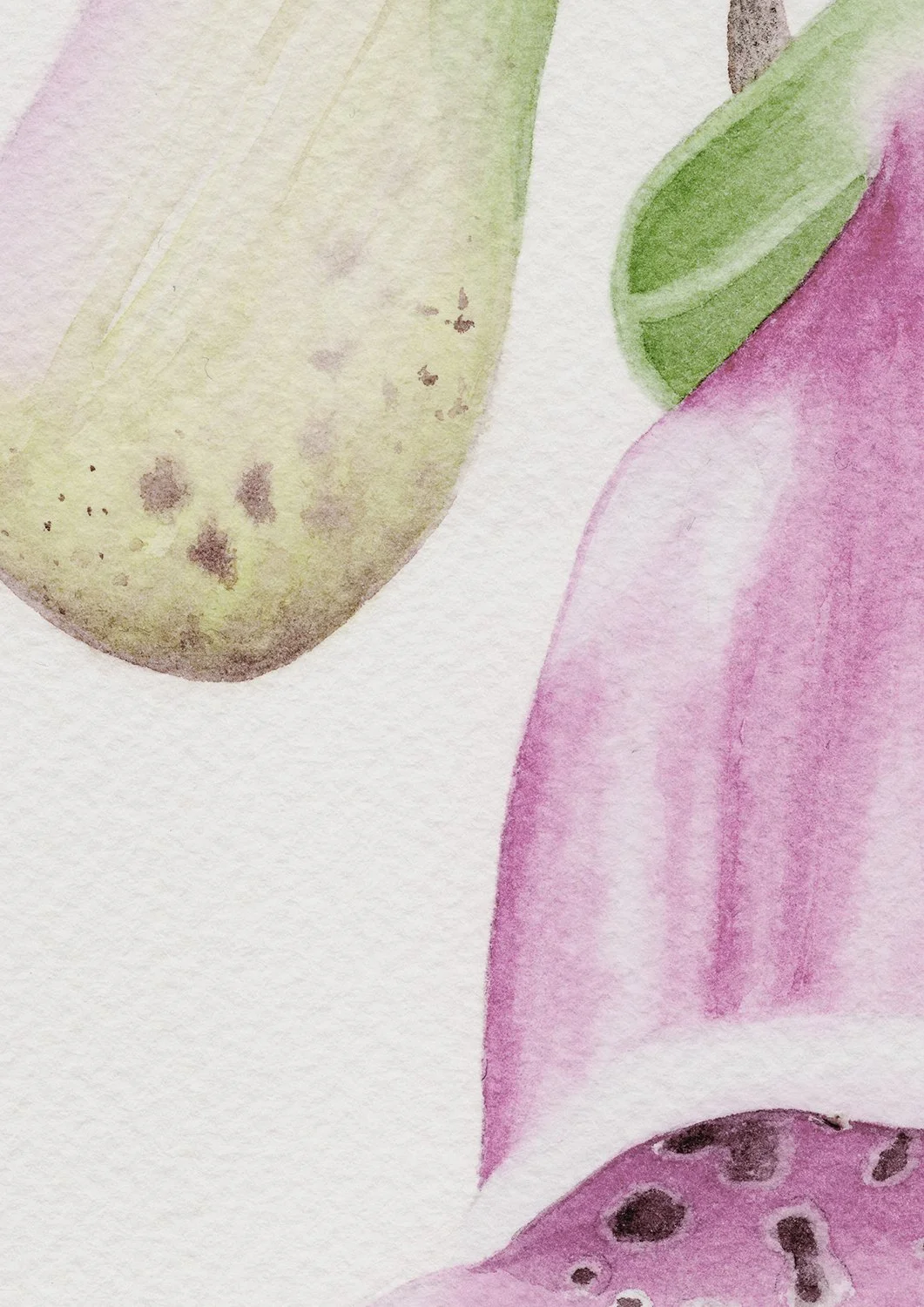 Foxglove_detalj.jpg