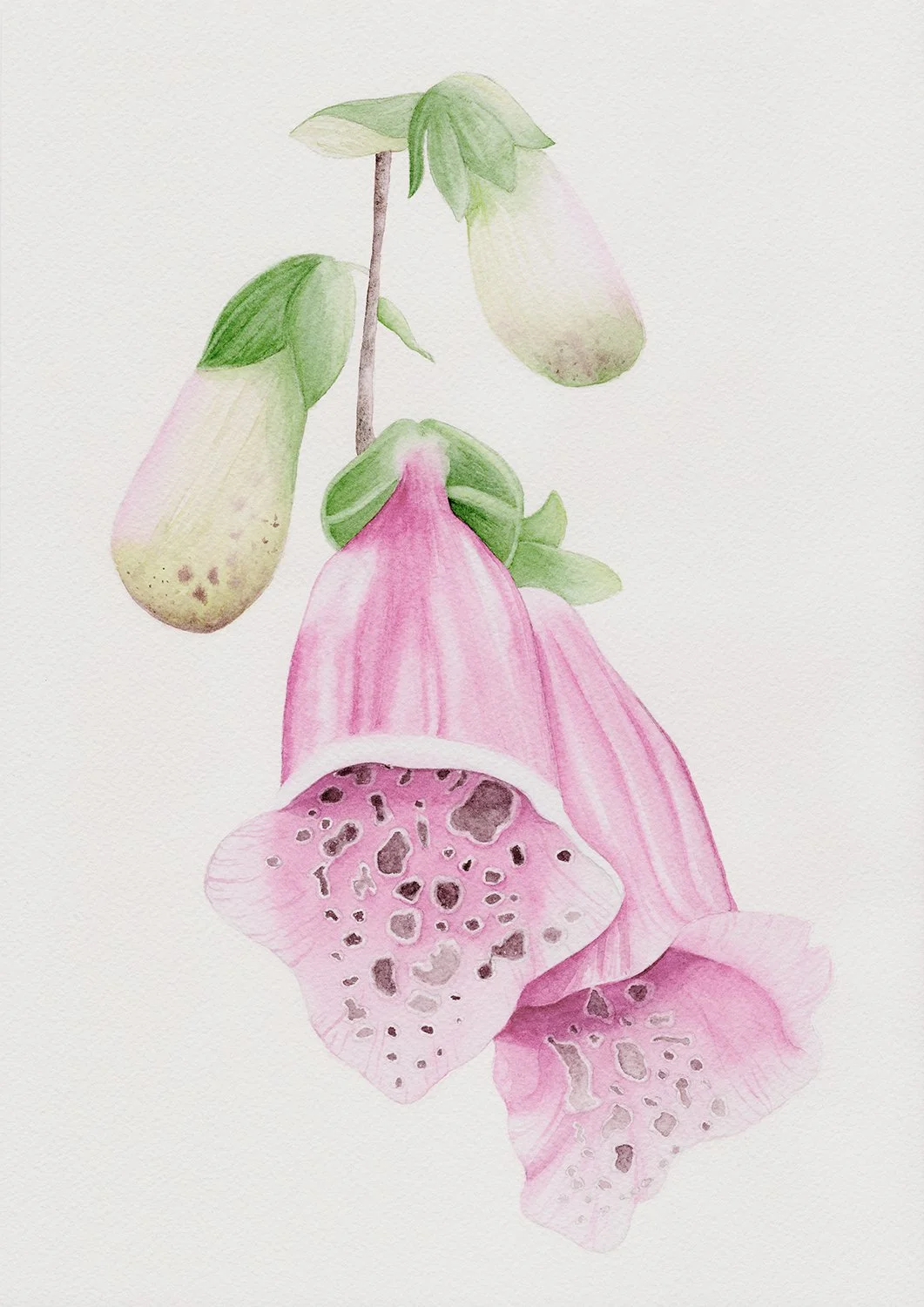 Foxglove - 21 x 29.7 cm - Original Watercolor Flower Painting