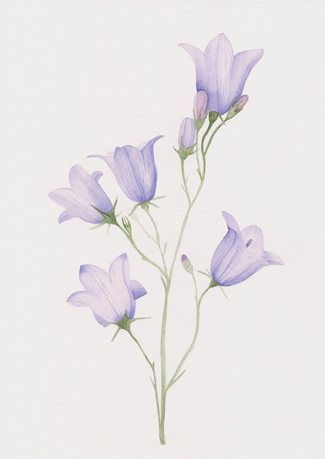 Bluebell - 21 x 29.7 cm - Original Watercolor Flower Painting