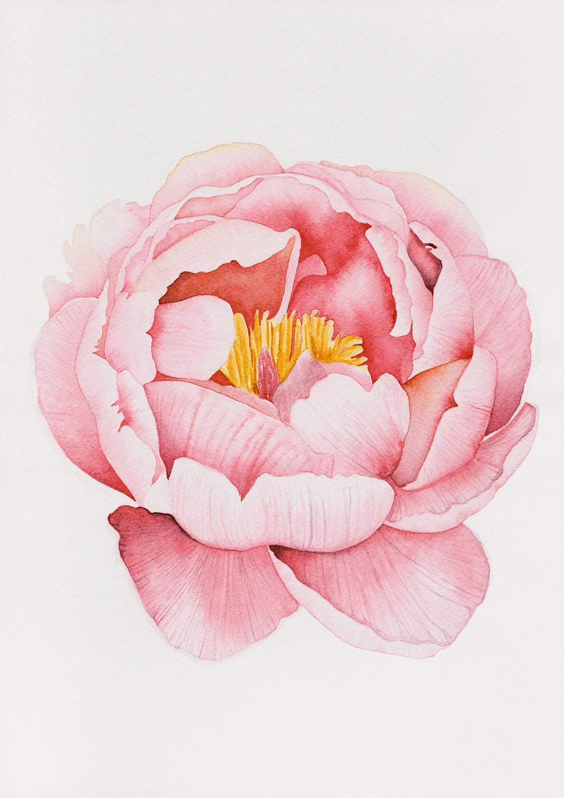 Peony - 21 x 29,7 cm - Original Watercolor Flower Painting