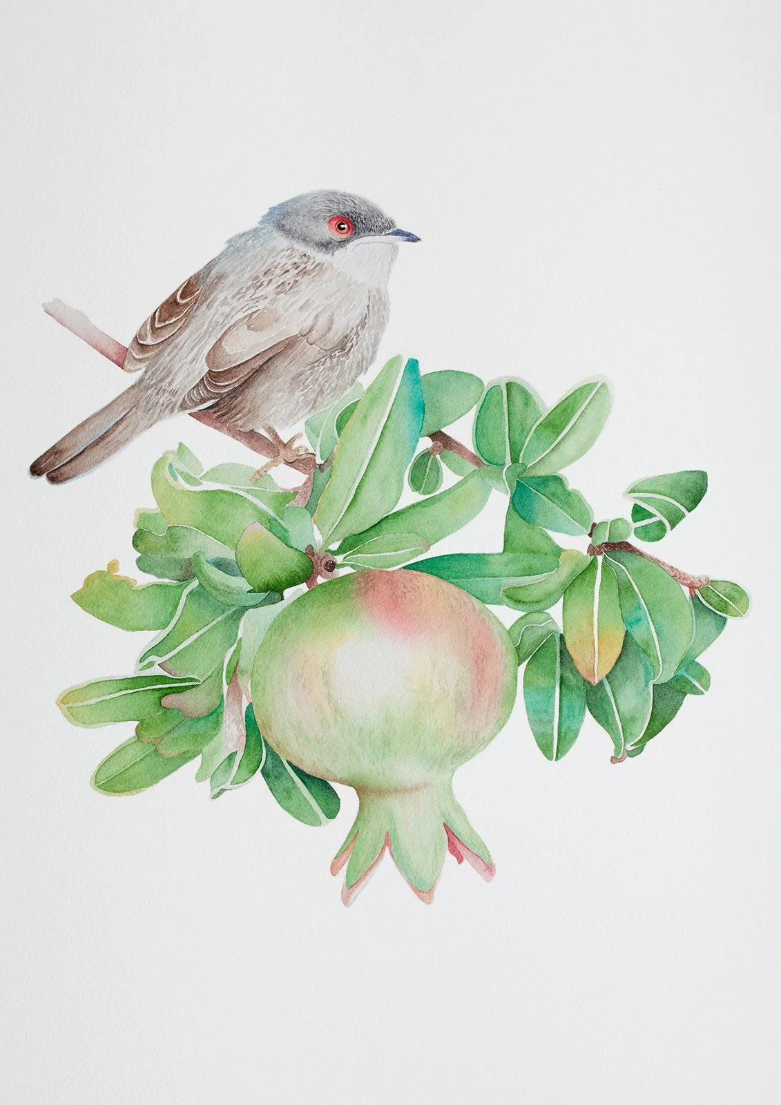 Pomegranate_Sardinian Warbler_July 2026_1600px.jpg