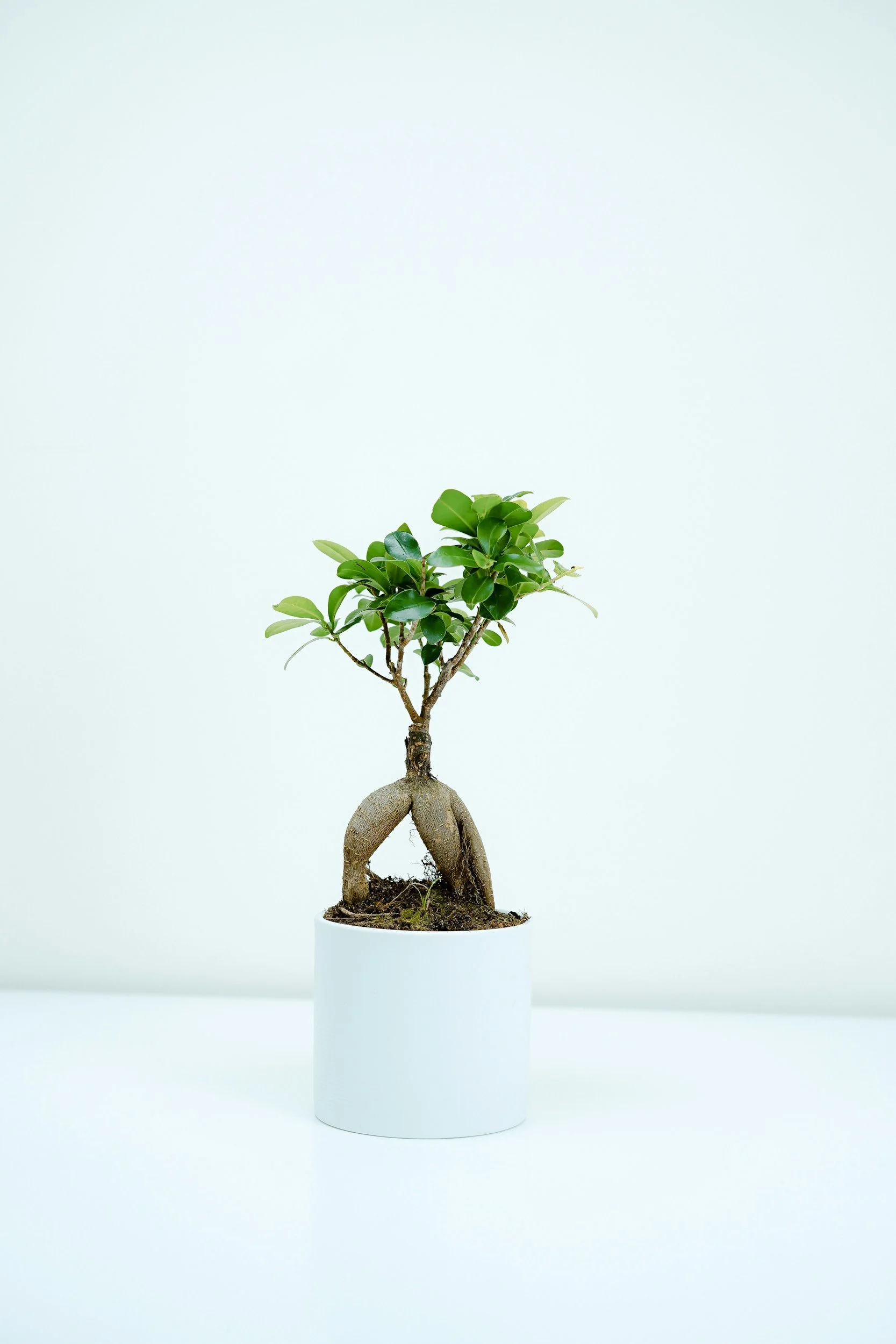 office bonsai