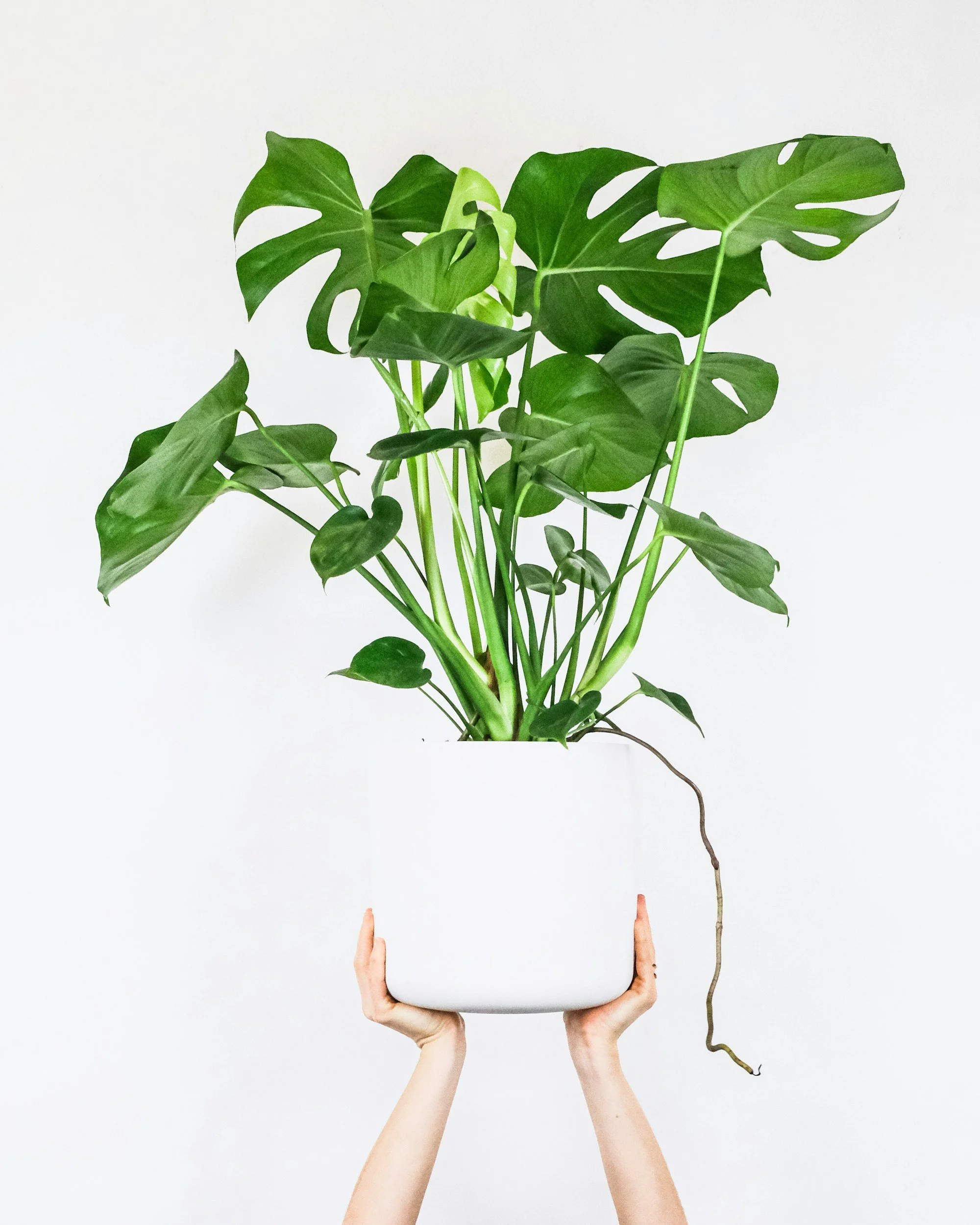 Monstera in a white pot