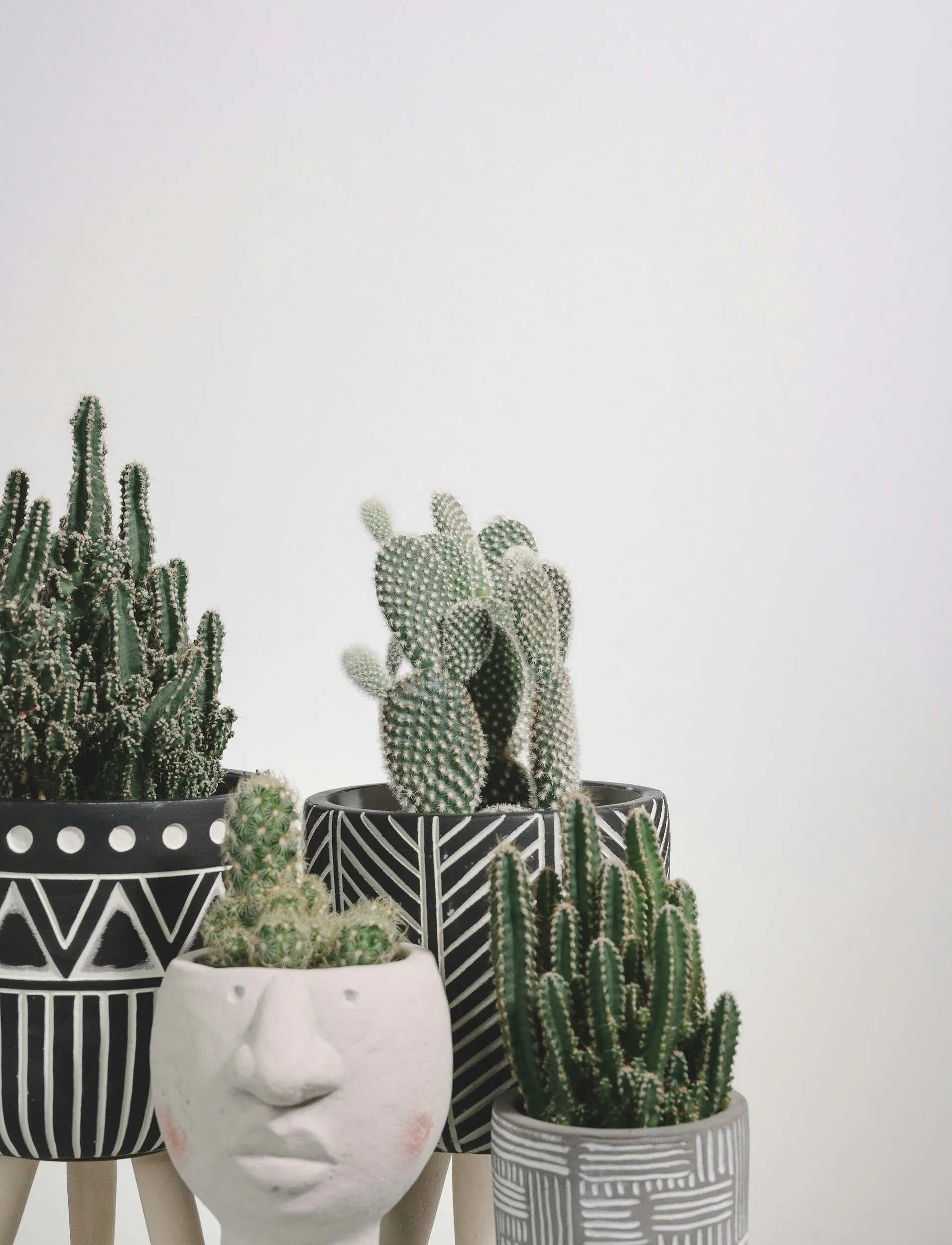 Various potted cacti and succulent plants arranged against a plain white background, with some placed on painted pots, including a decorative white face-shaped planter and black-and-white geometrically patterned pots.