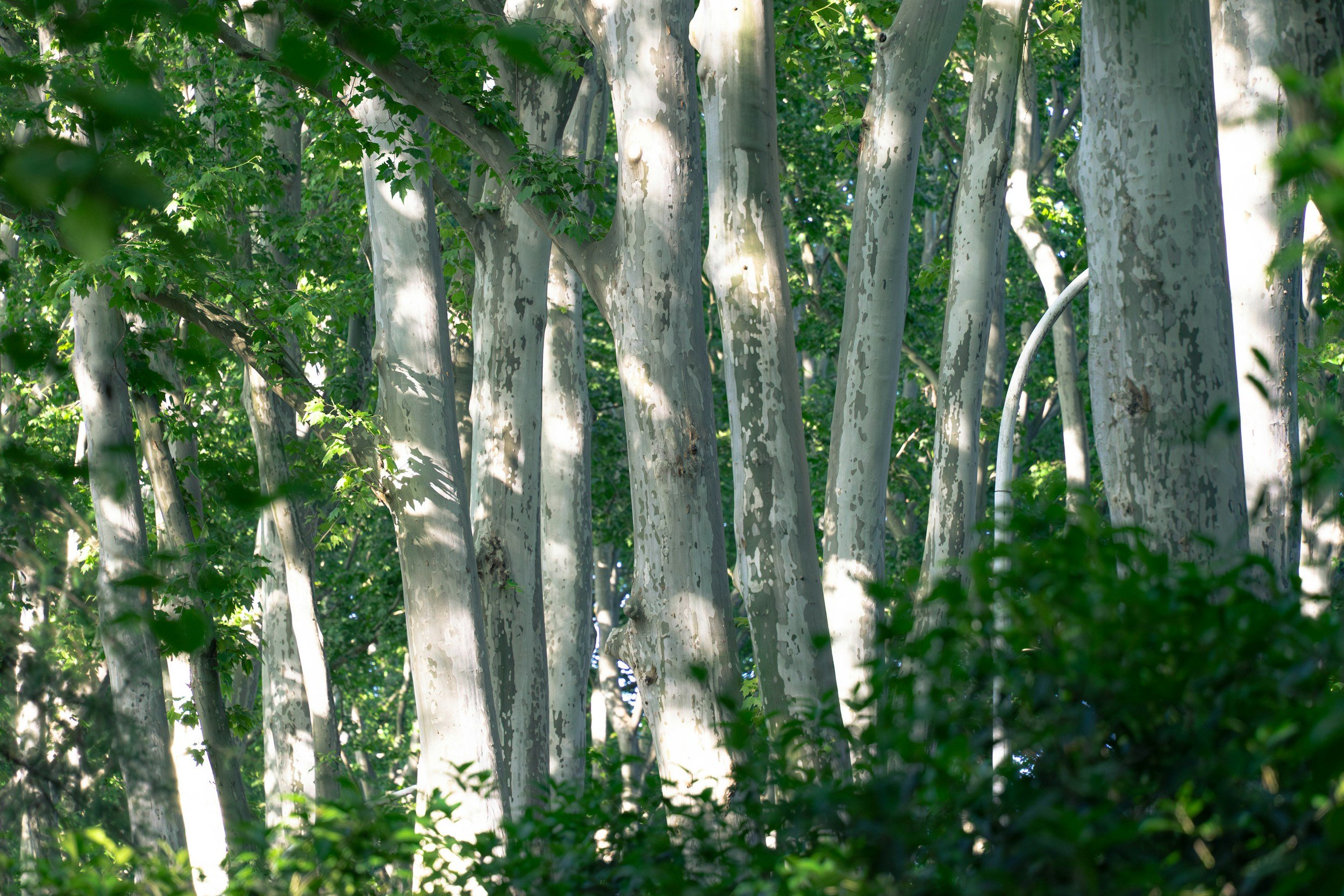 View of a dense grove of trees with tall, white-barked trunks and green leaves, illuminated by sunlight.