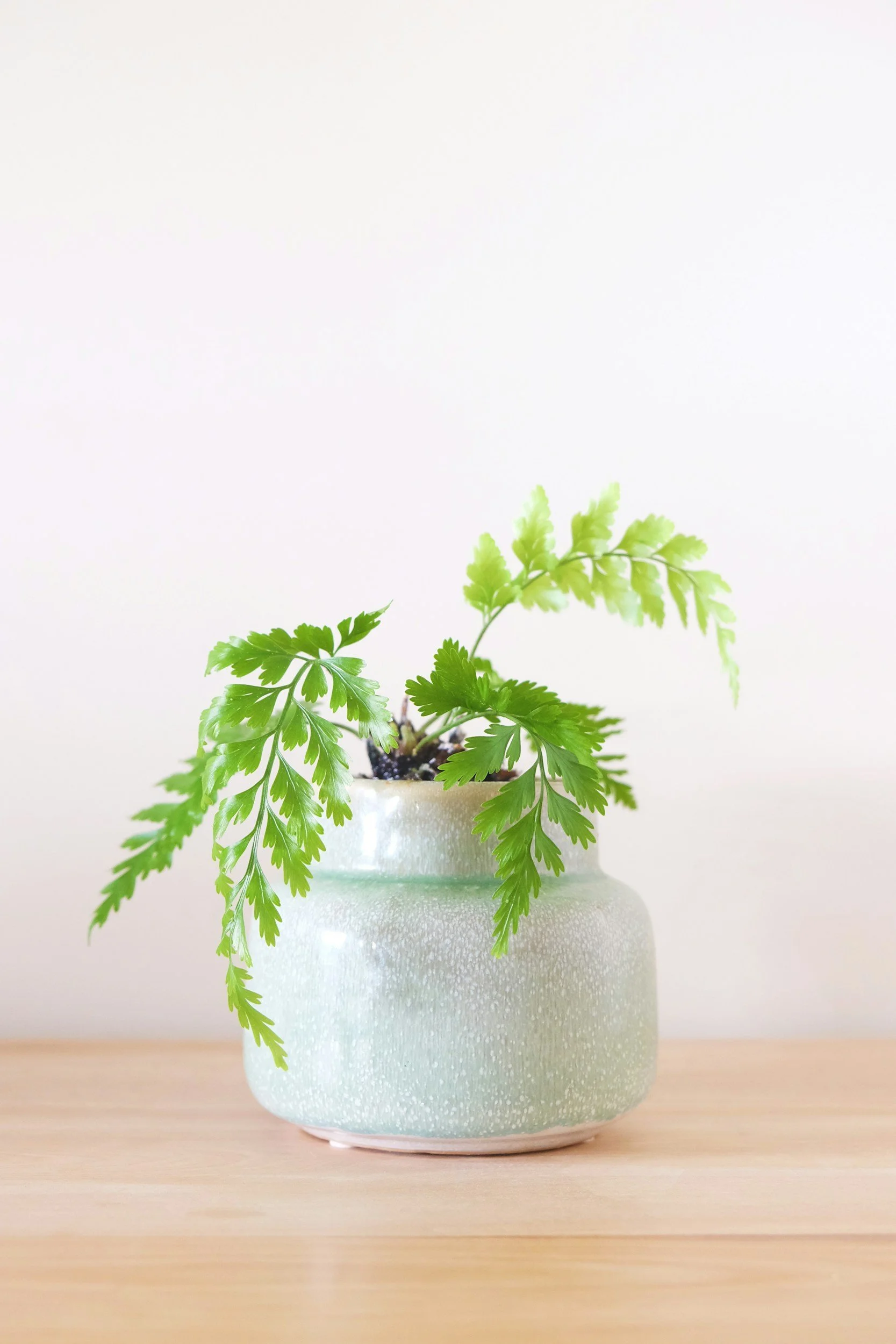 A potted green leafy fern plant in a textured, off-white ceramic vase placed on a light wood surface against a plain white background.