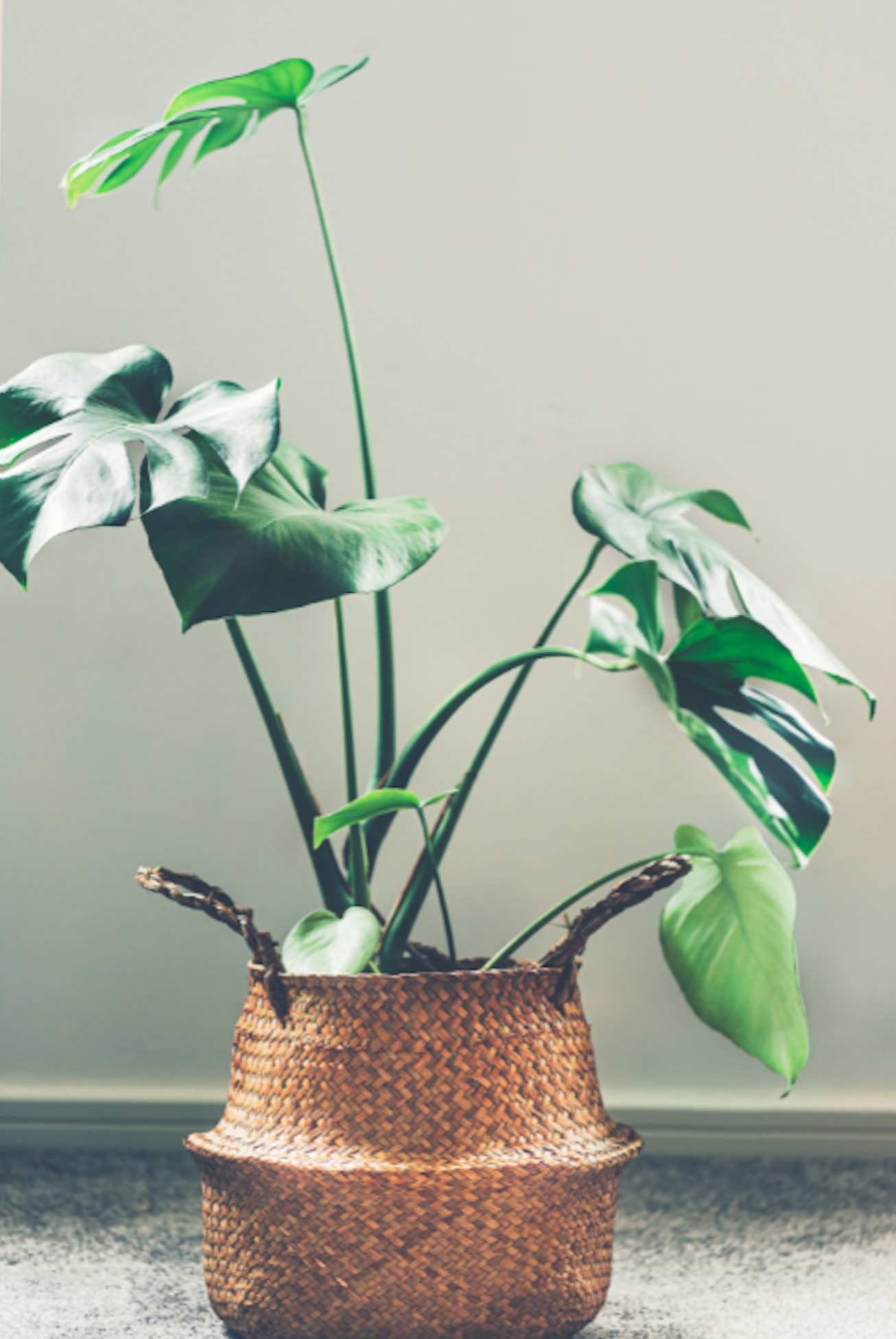 A potted plant with large green leaves in a woven basket planter, placed on a flat surface against a plain light-colored background.