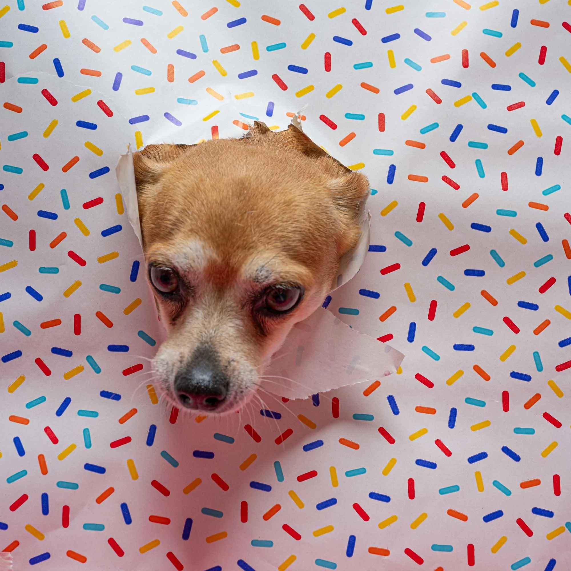 Gift Voucher - VIP Pawtrait Session