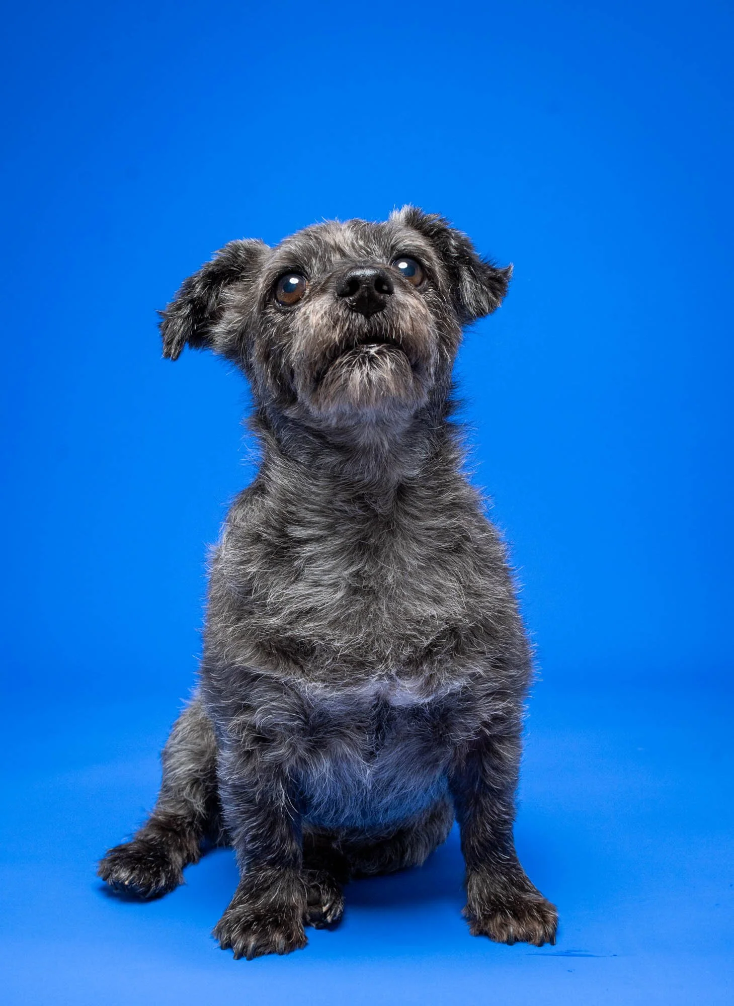Full Pawtrait Session