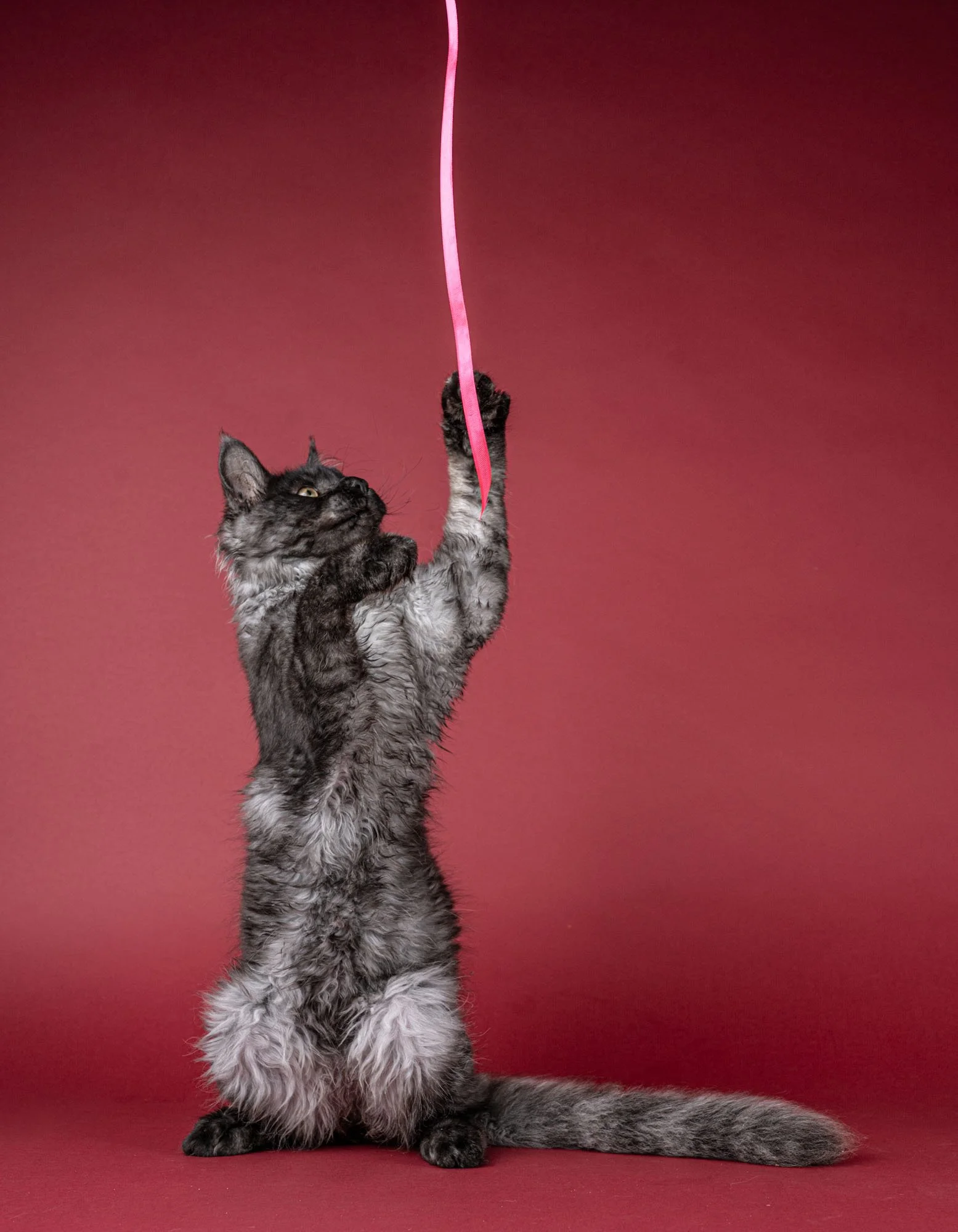 Gift Voucher - Full Pawtrait Session