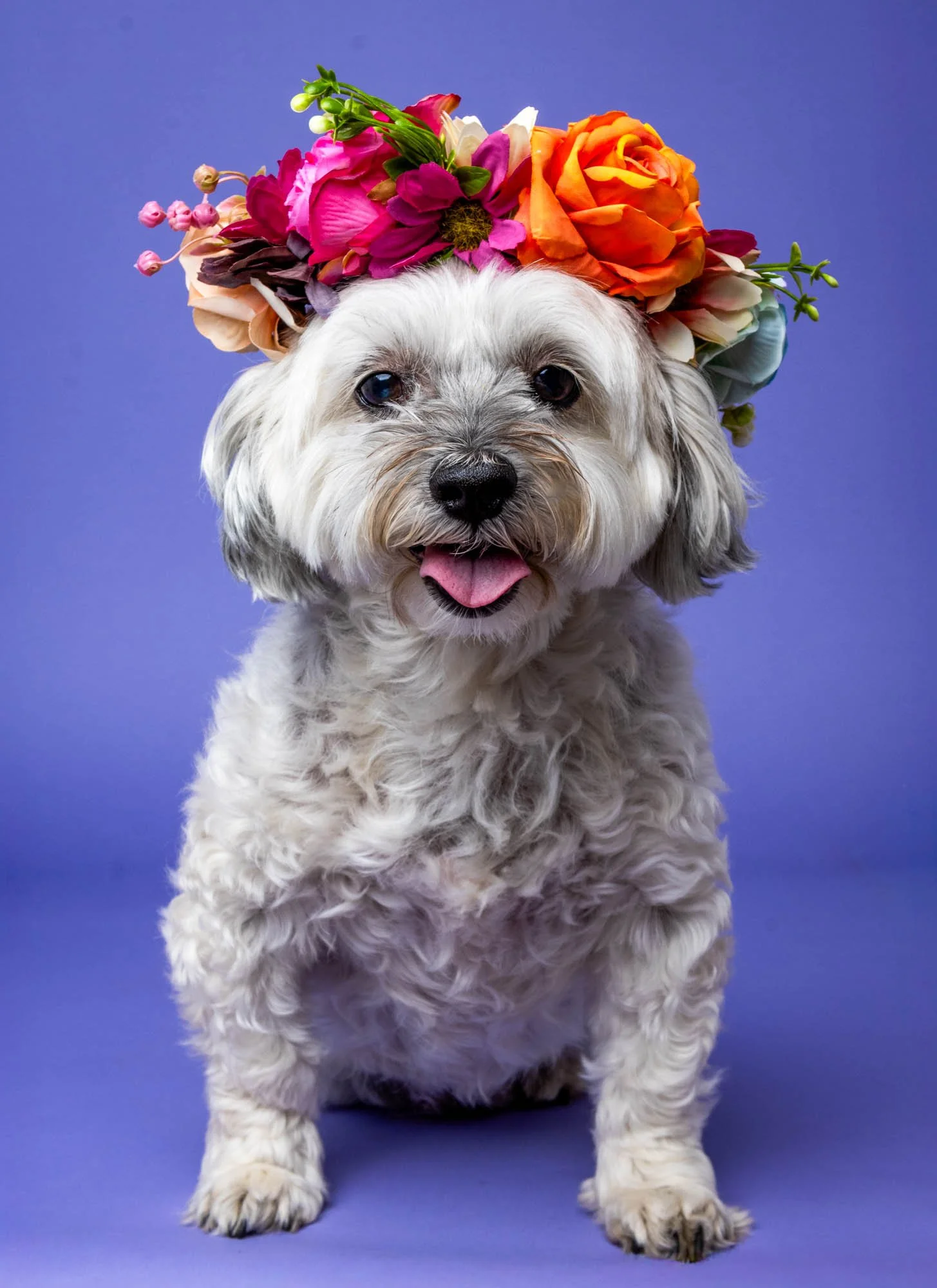 VIP (Very Important Pooch) Pawtrait Session