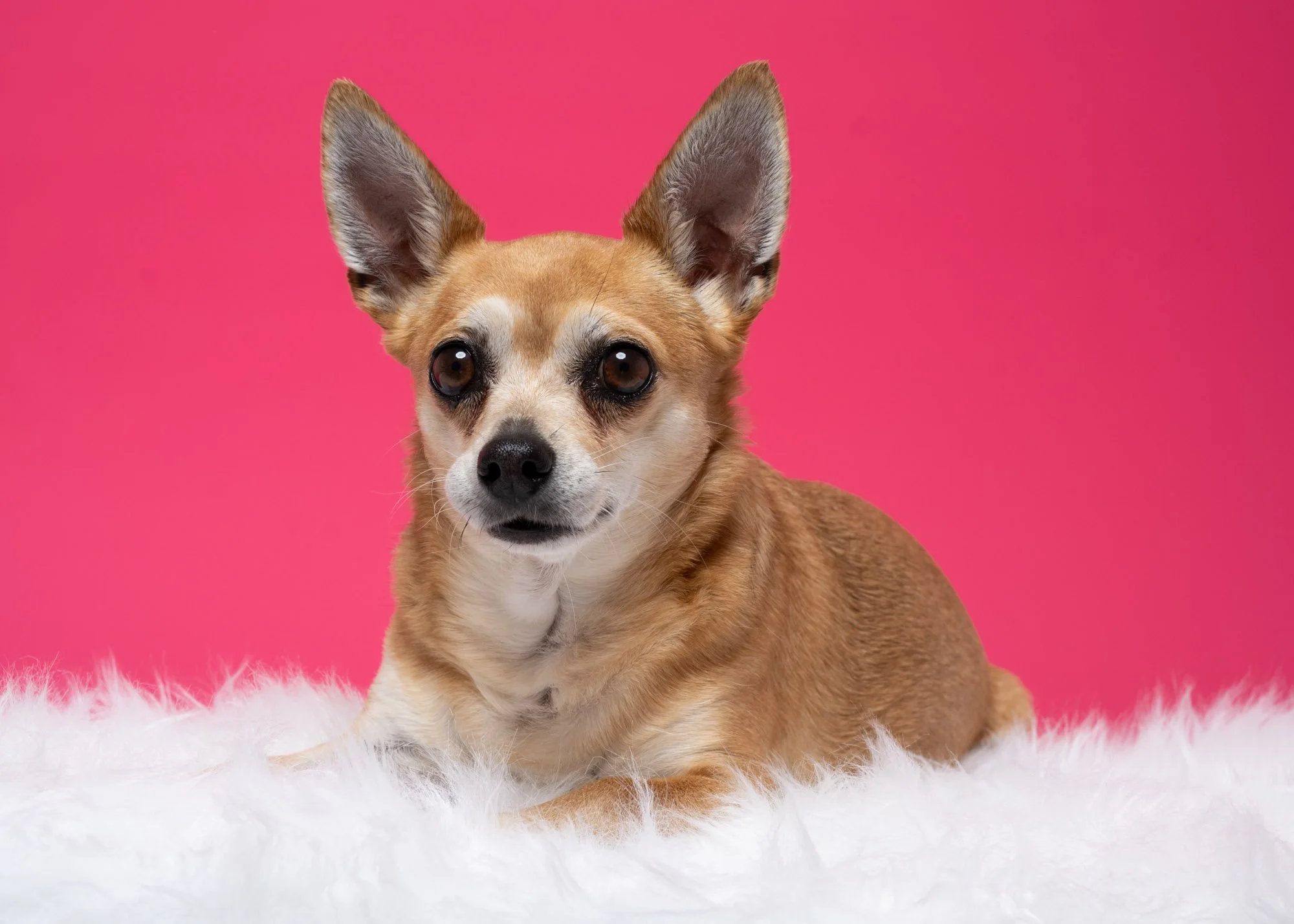Gift Voucher - Mini Pawtrait Session