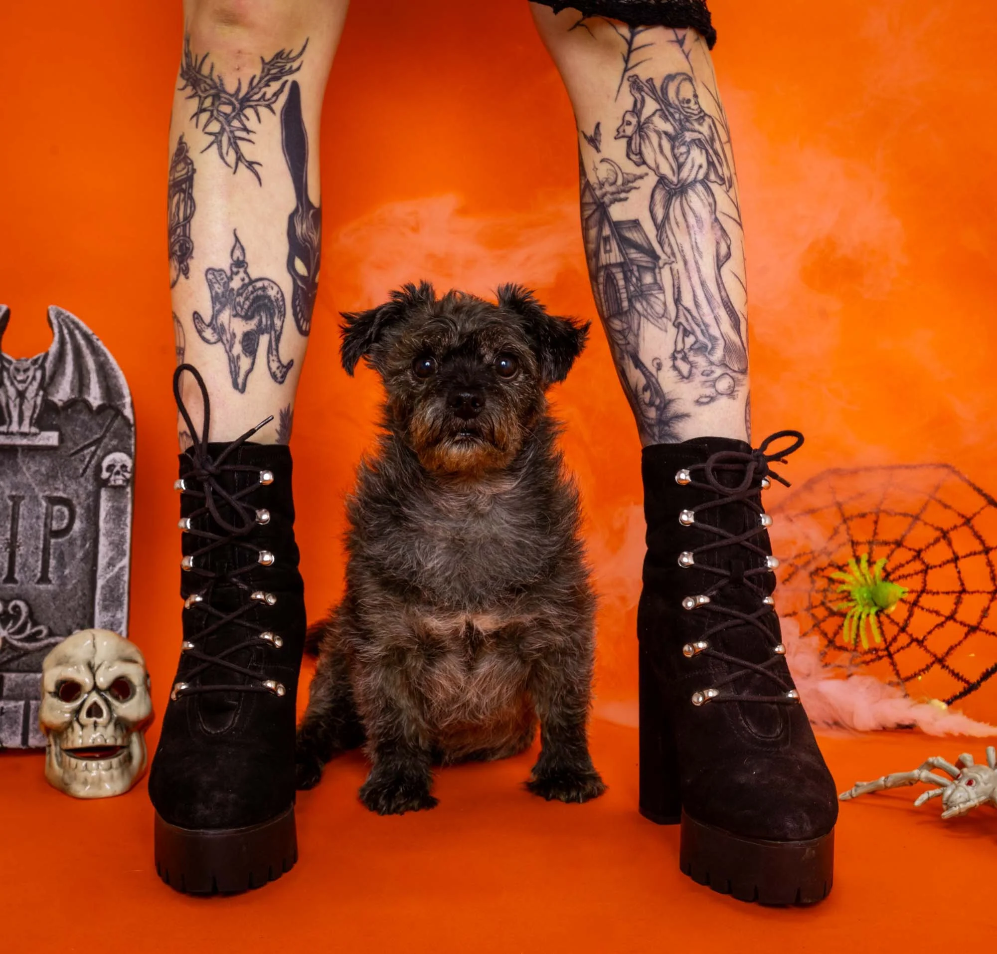 Seasonal Pawtrait session