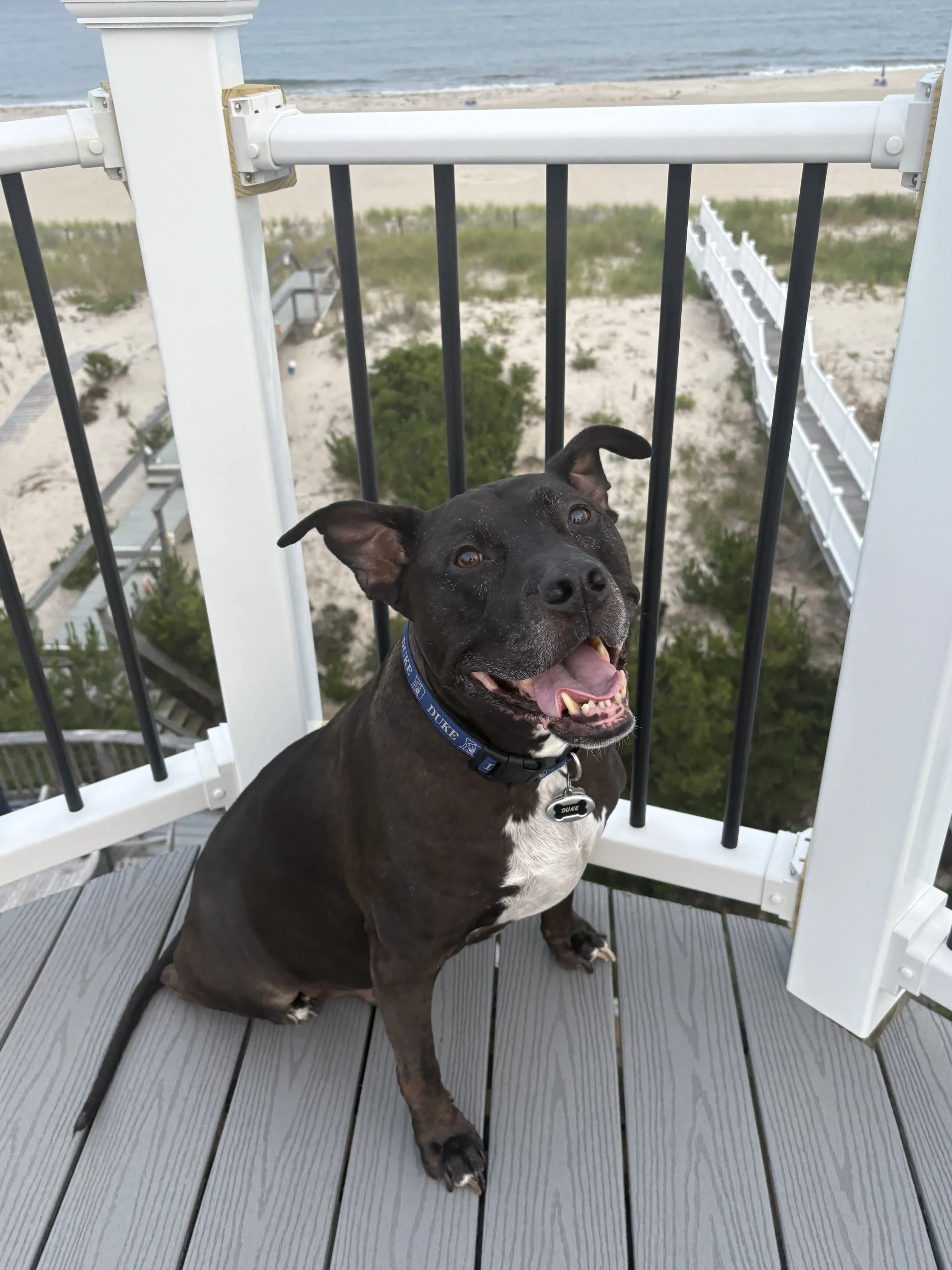 A happy black dog with a white chest sitting on a gray wooden deck near the beach, with a view of the ocean and sandy shoreline in the background.