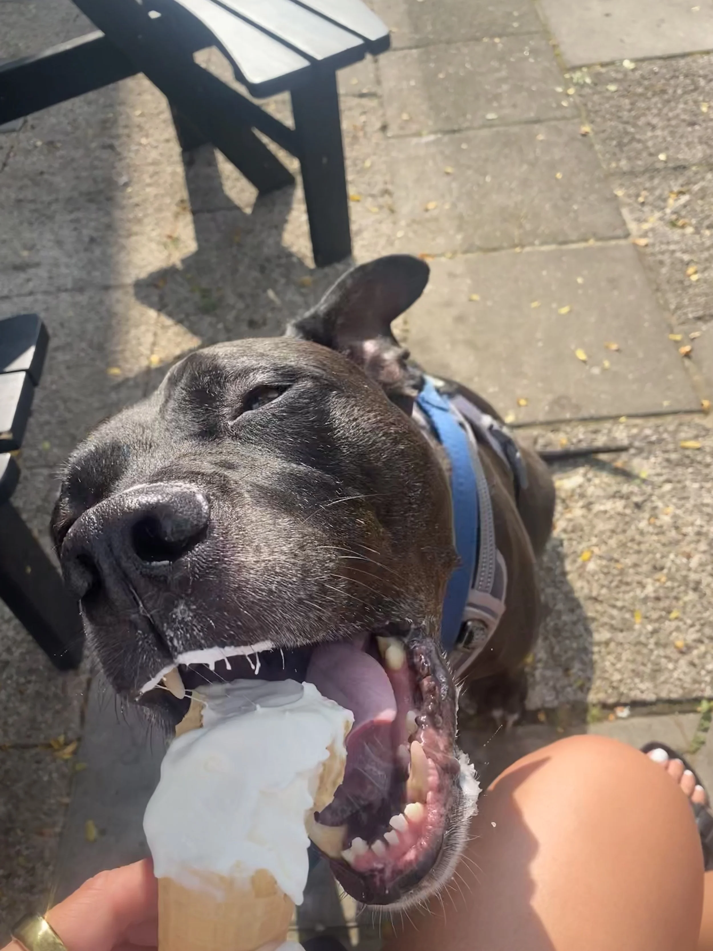 A black dog with a blue collar opening its mouth to take a bite of ice cream cone held by a person. The dog appears happy and excited, with an outdoor setting including benches and pavement visible in the background.