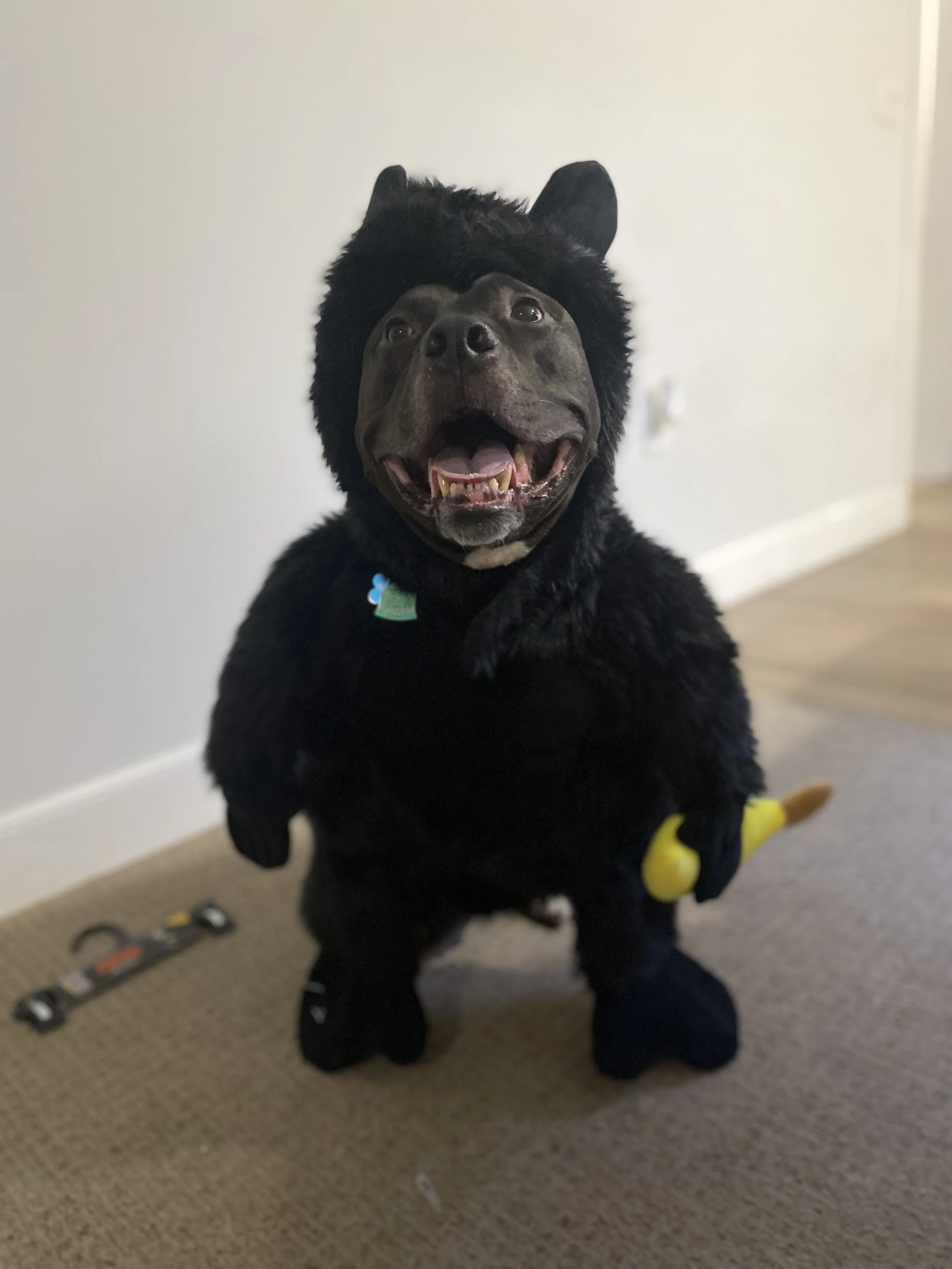 A dog dressed in a costume with a bear hat and a costume resembling a superhero or cartoon character with yellow gloves, standing indoors on a beige carpet.