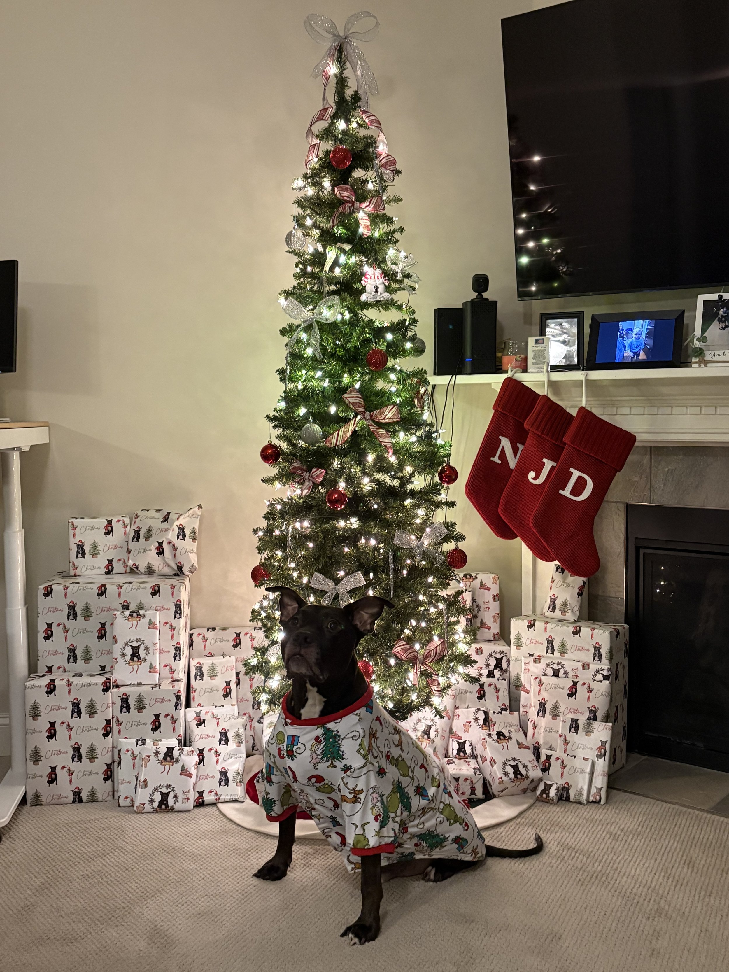 A black dog wearing a Christmas sweater and festive pajamas standing in front of a decorated Christmas tree with presents underneath.